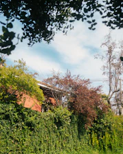 Green ivy covers a brick wall with trees.