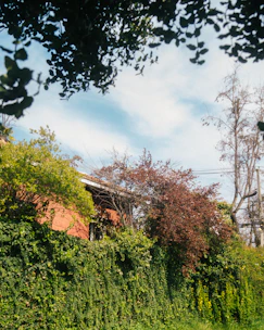 Green ivy covers a brick wall with trees.
