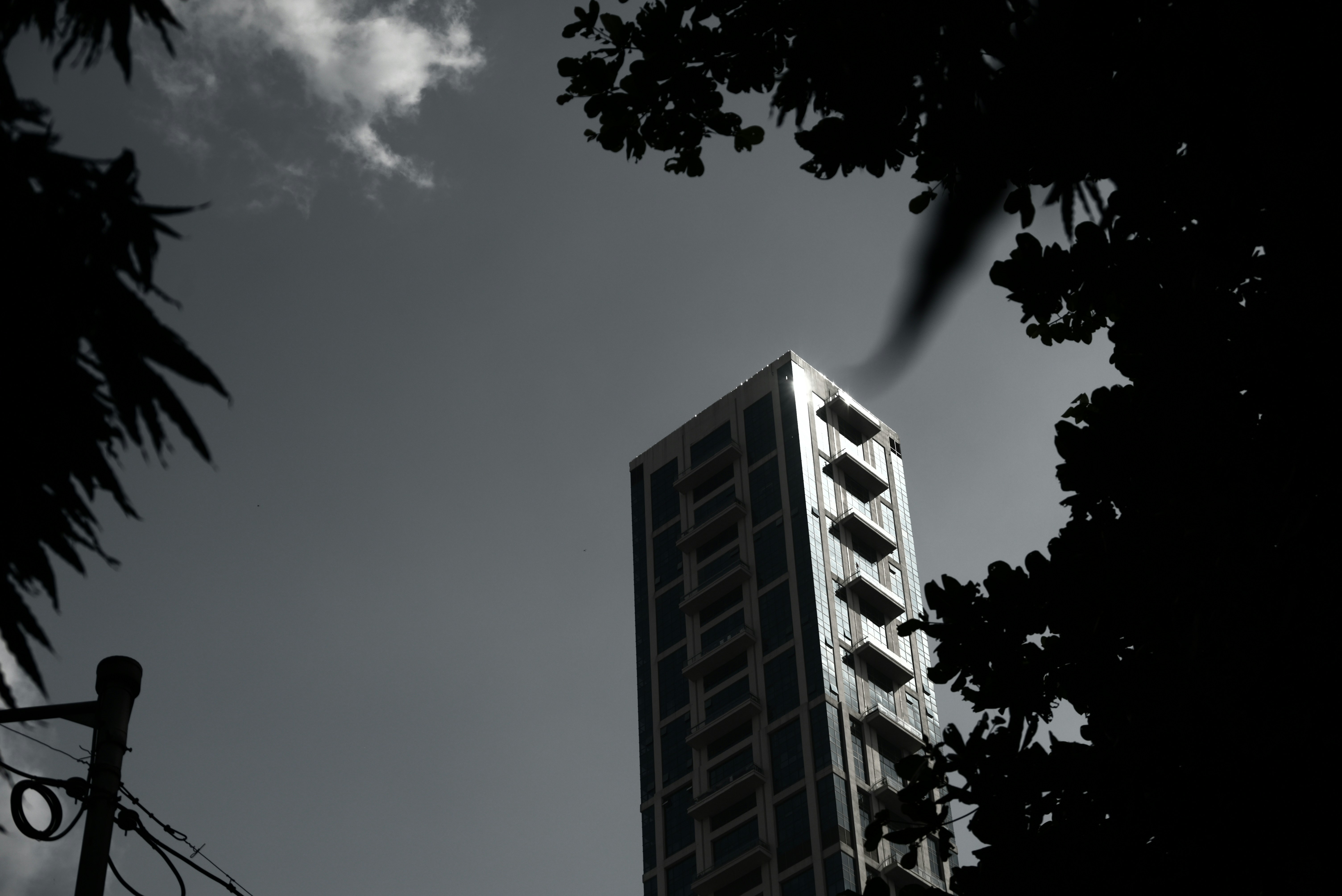 Tall modern building seen through tree branches