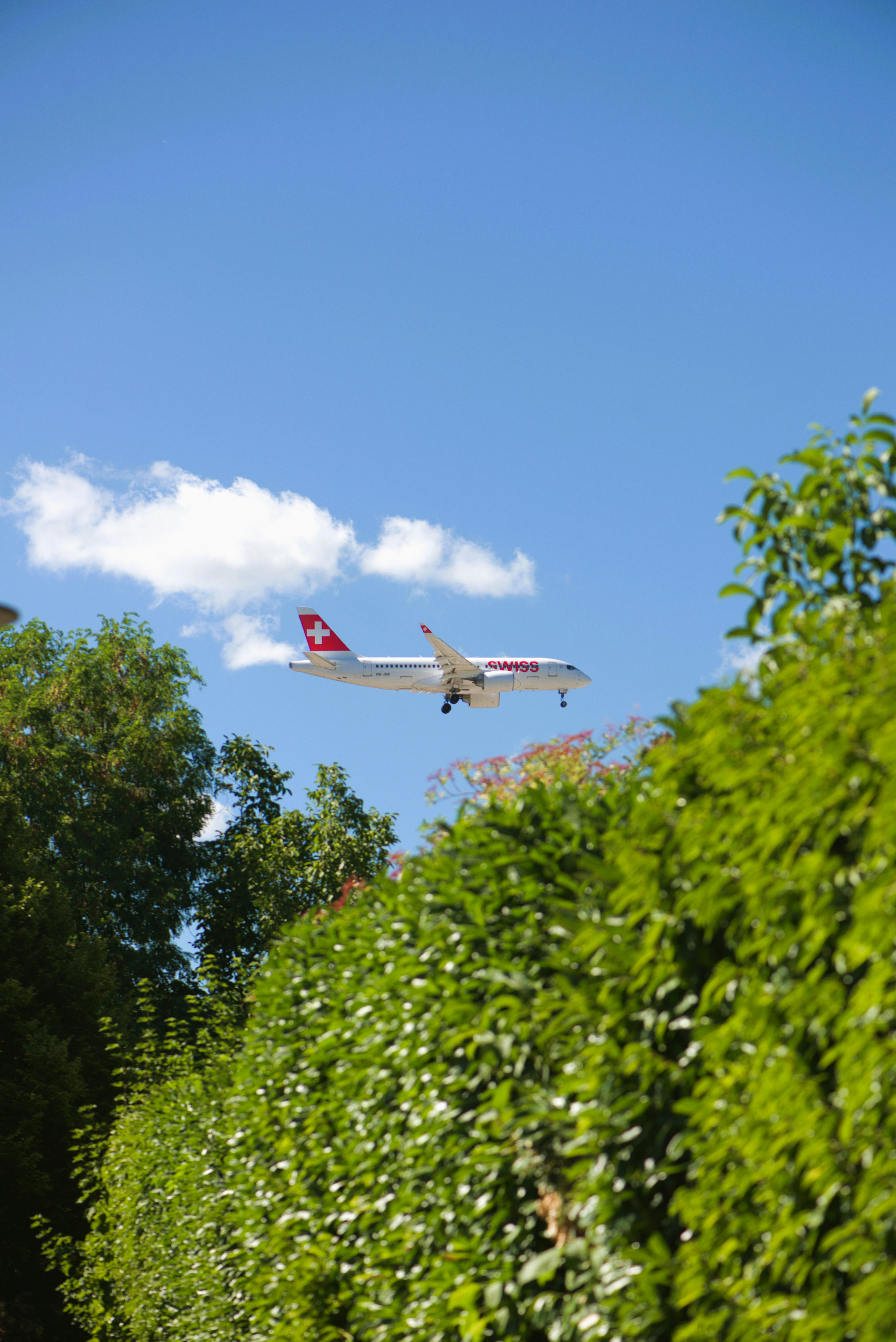 Airplane flying in the sky over trees