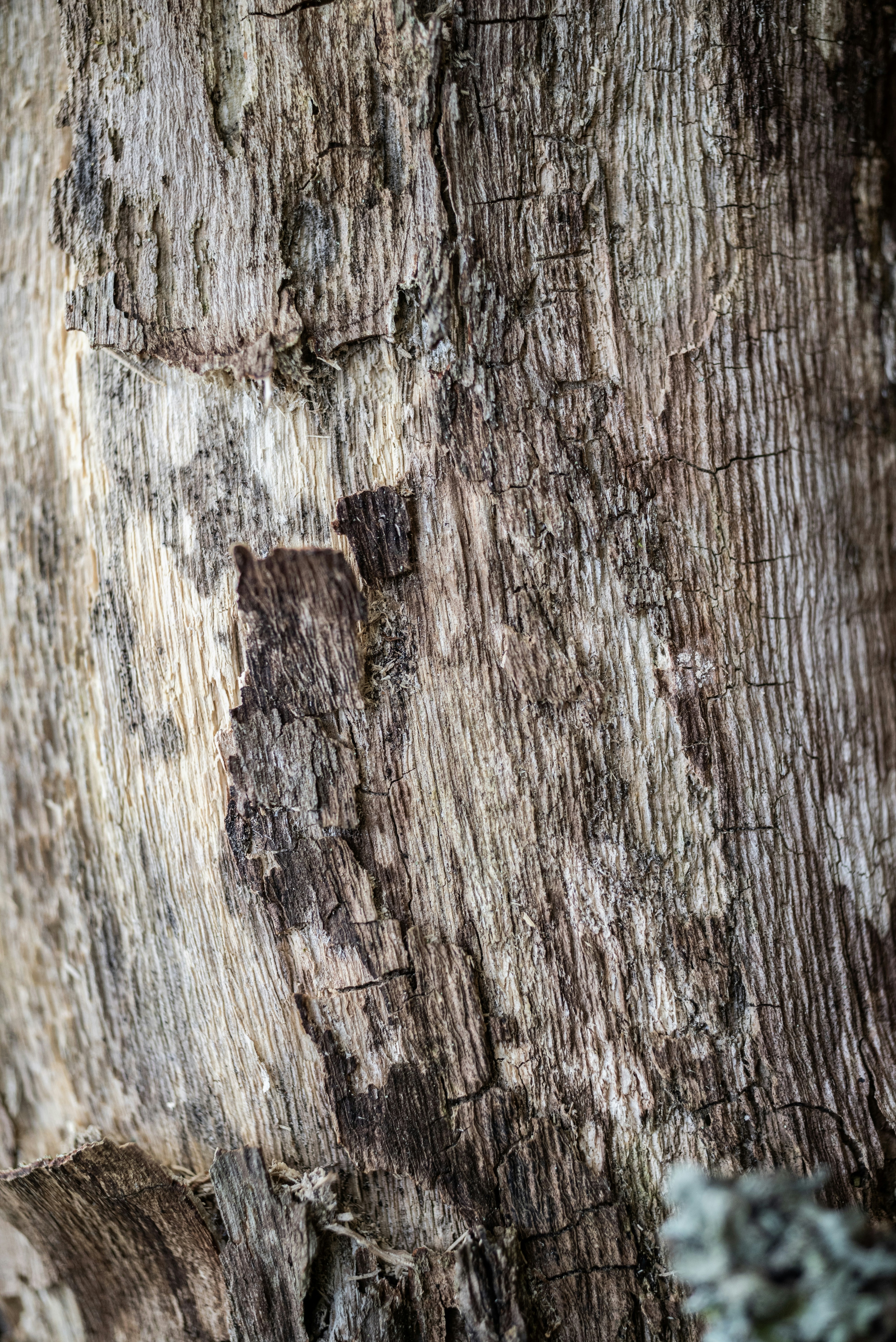 wood texture wallpaper, wallpaper, Guest Room Makeover: Wood Texture Before & After 5