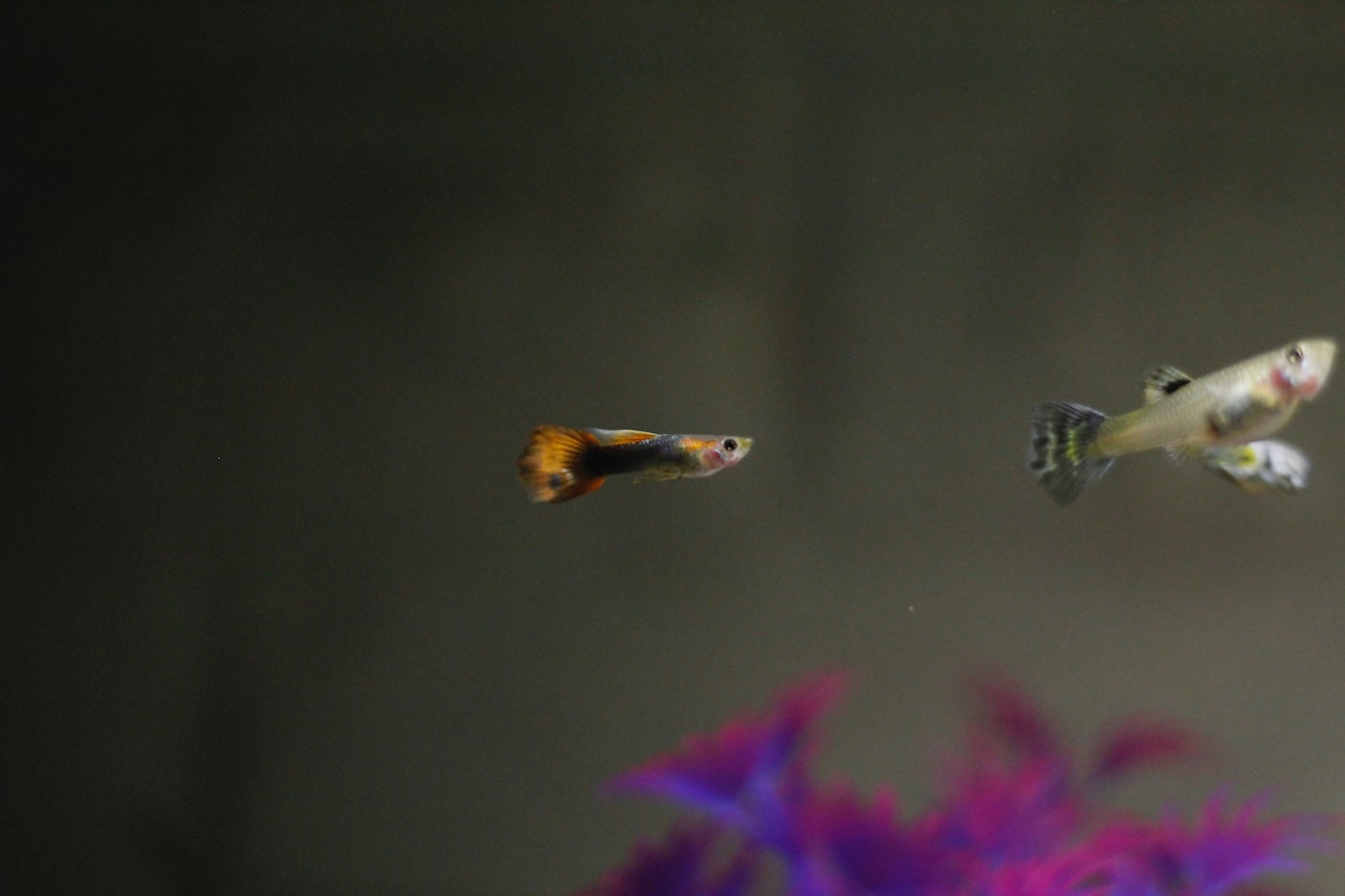 Zwei kleine bunte Fische im Aquarium