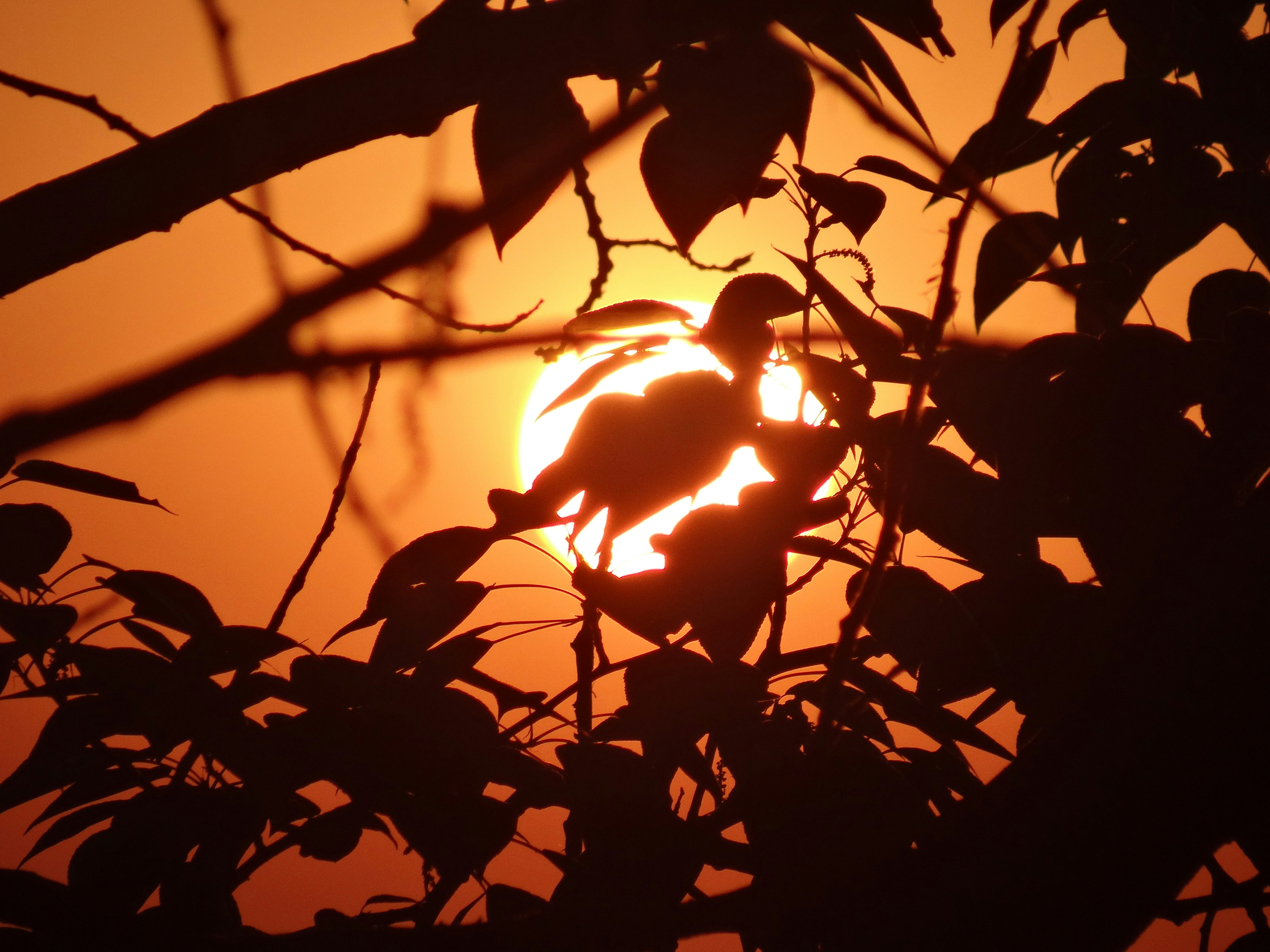 Photo by singh_vikrant