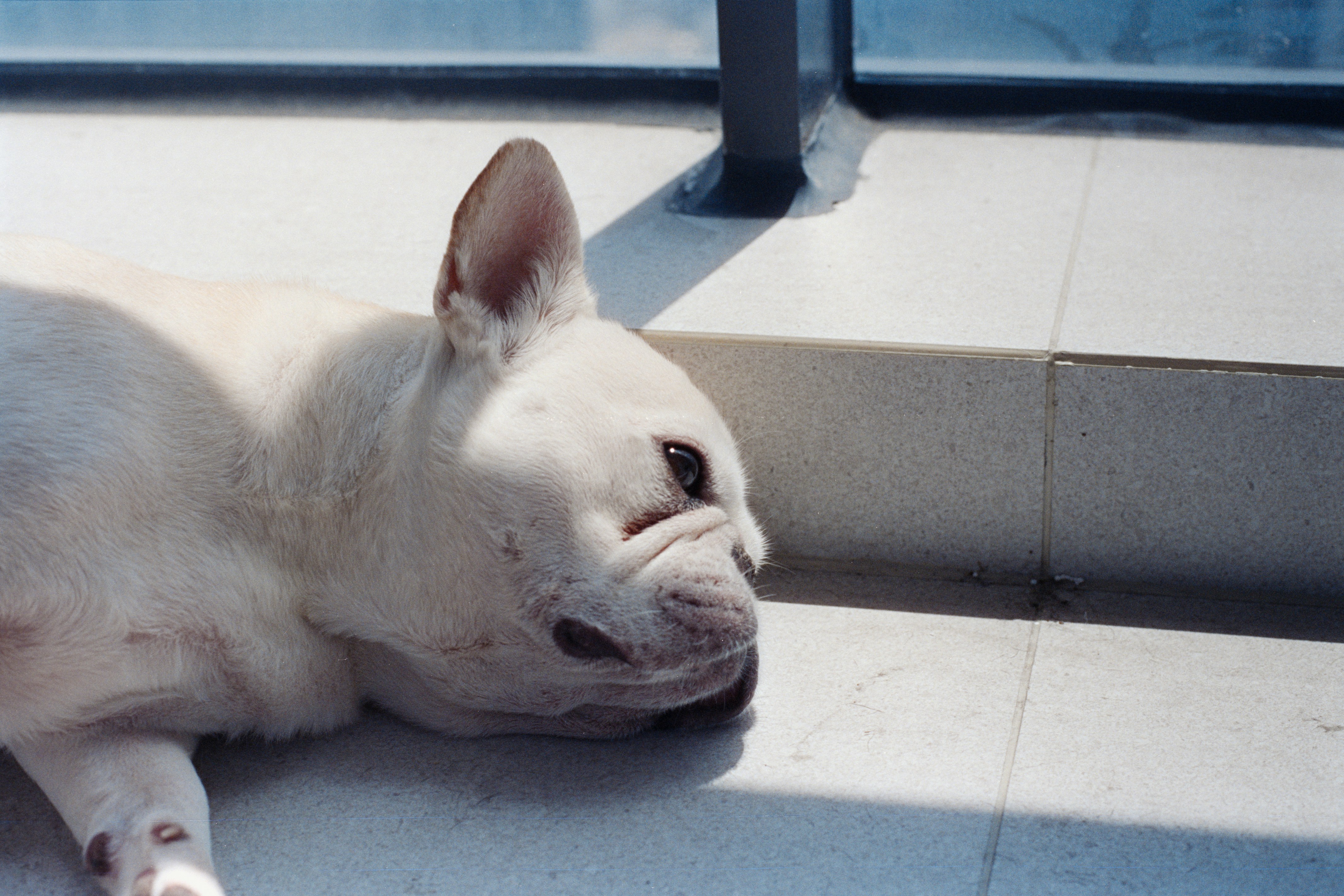 A white french bulldog lies on a tiled floor