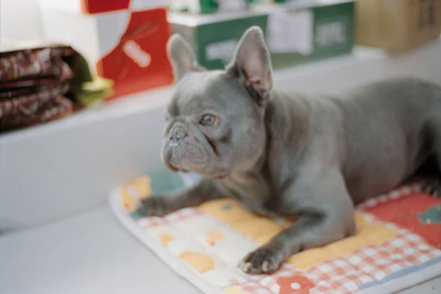 A blue french bulldog lies on a colorful mat.