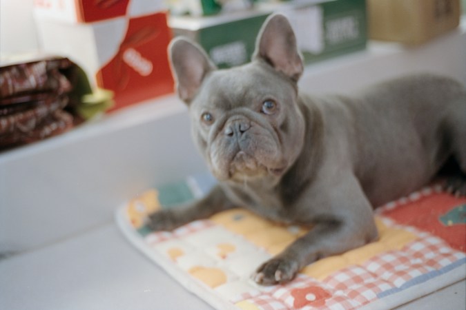 Grey French bulldog lying on a colorful quilted mat on a white floor, looking up at the camera