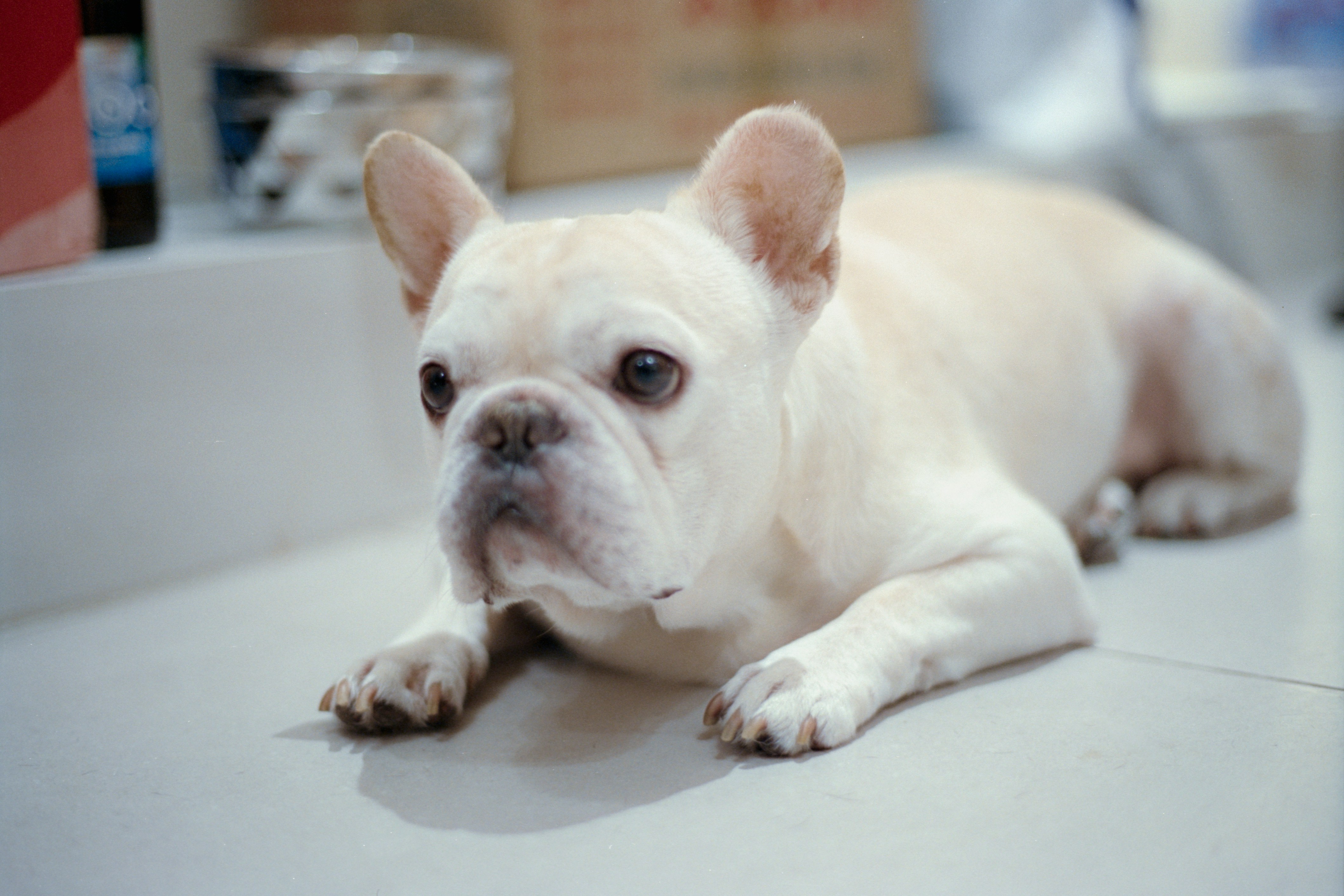 Why Is My Frenchie Vomiting Yellow Bile Symptoms And Causes?