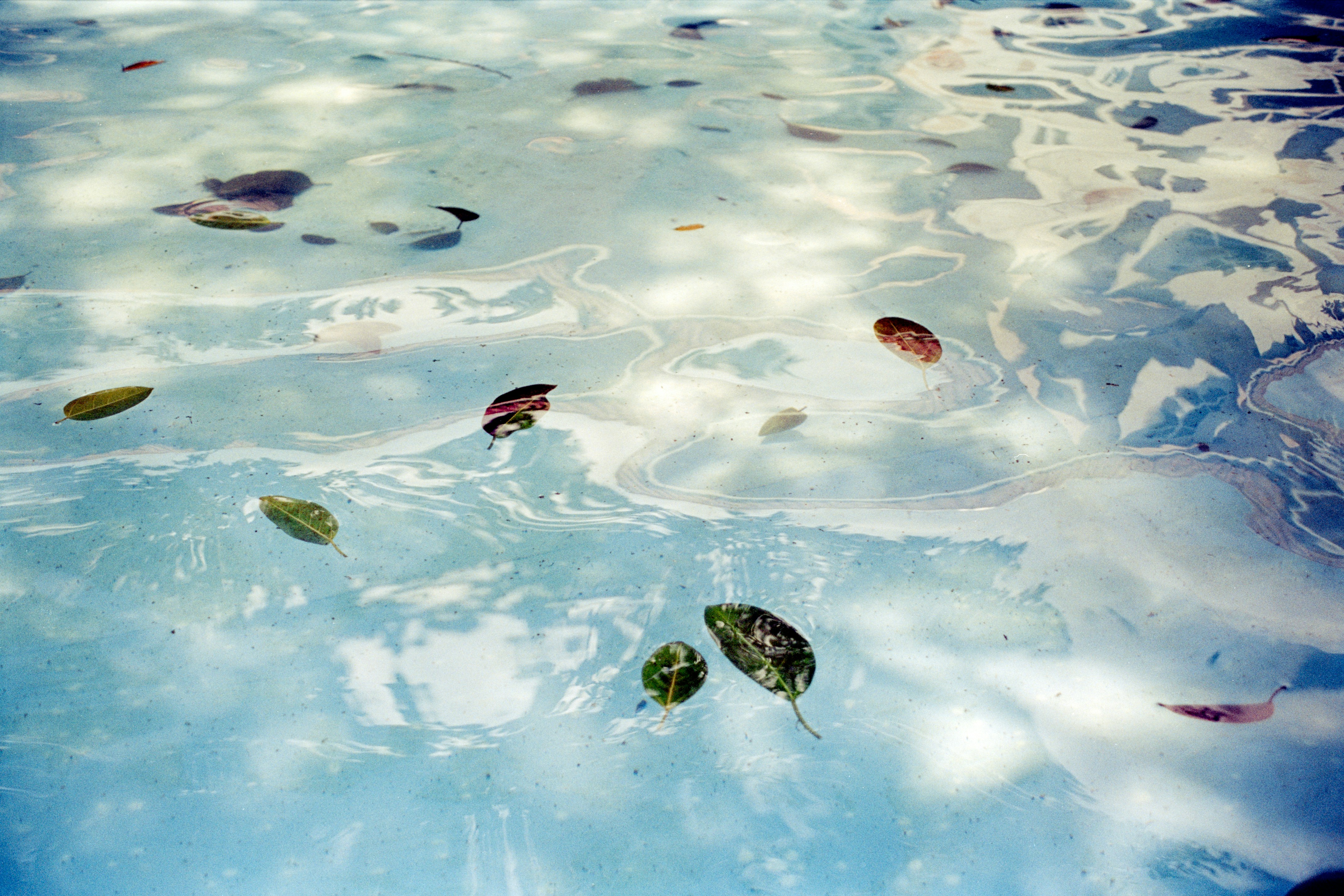 Leaves floating on the surface of clear blue water.