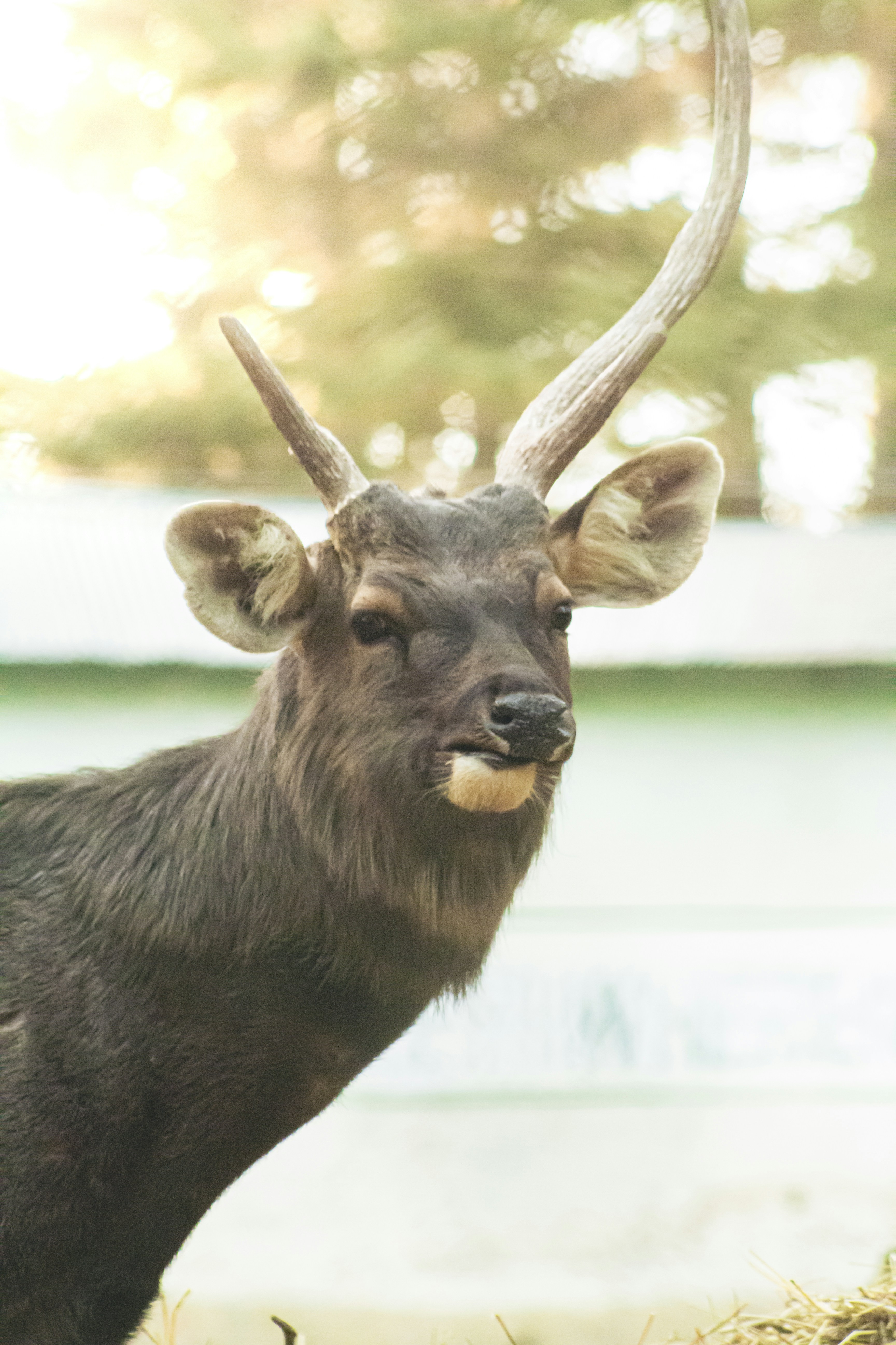 A young deer with antlers in soft light