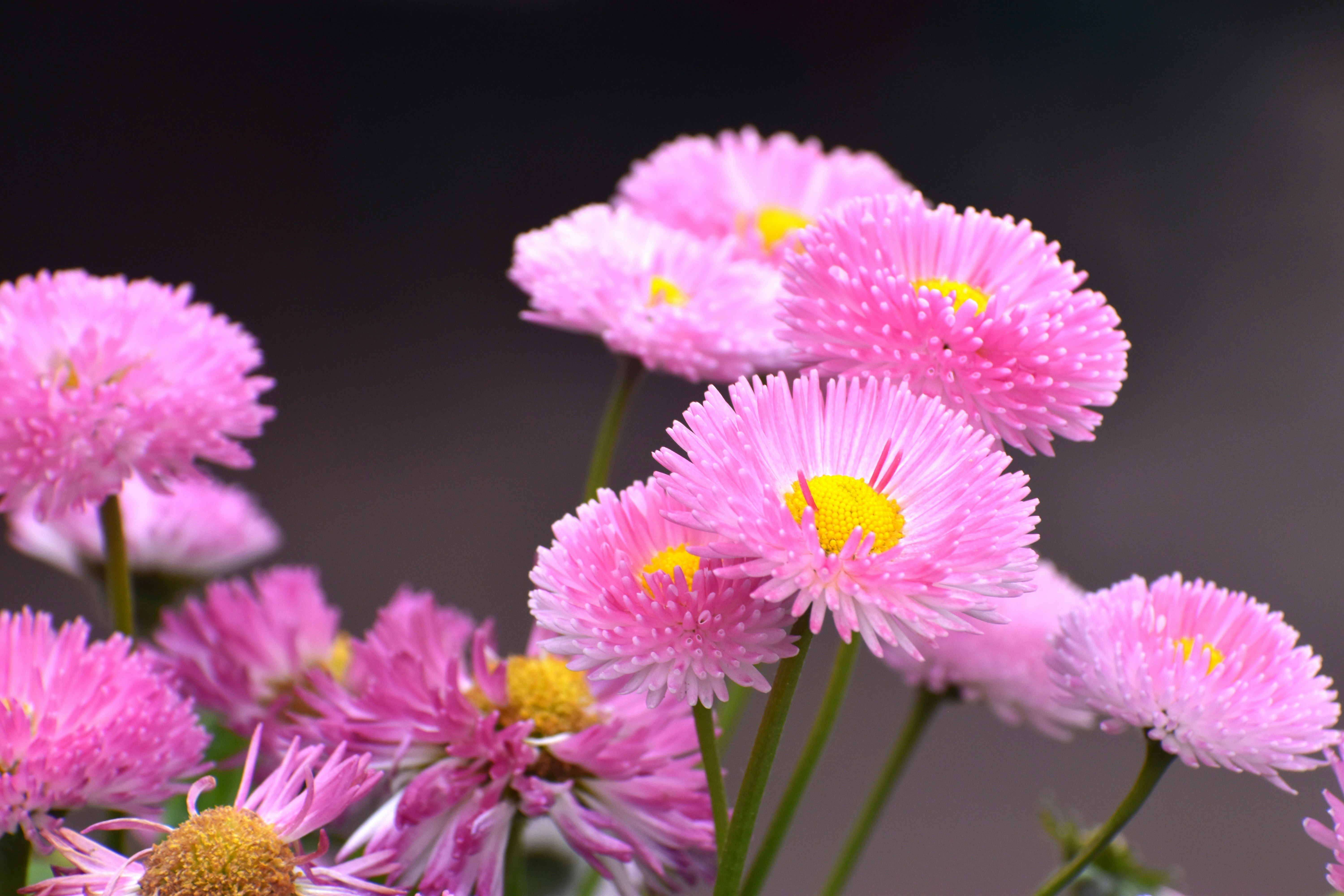 Photo by danielelarosa