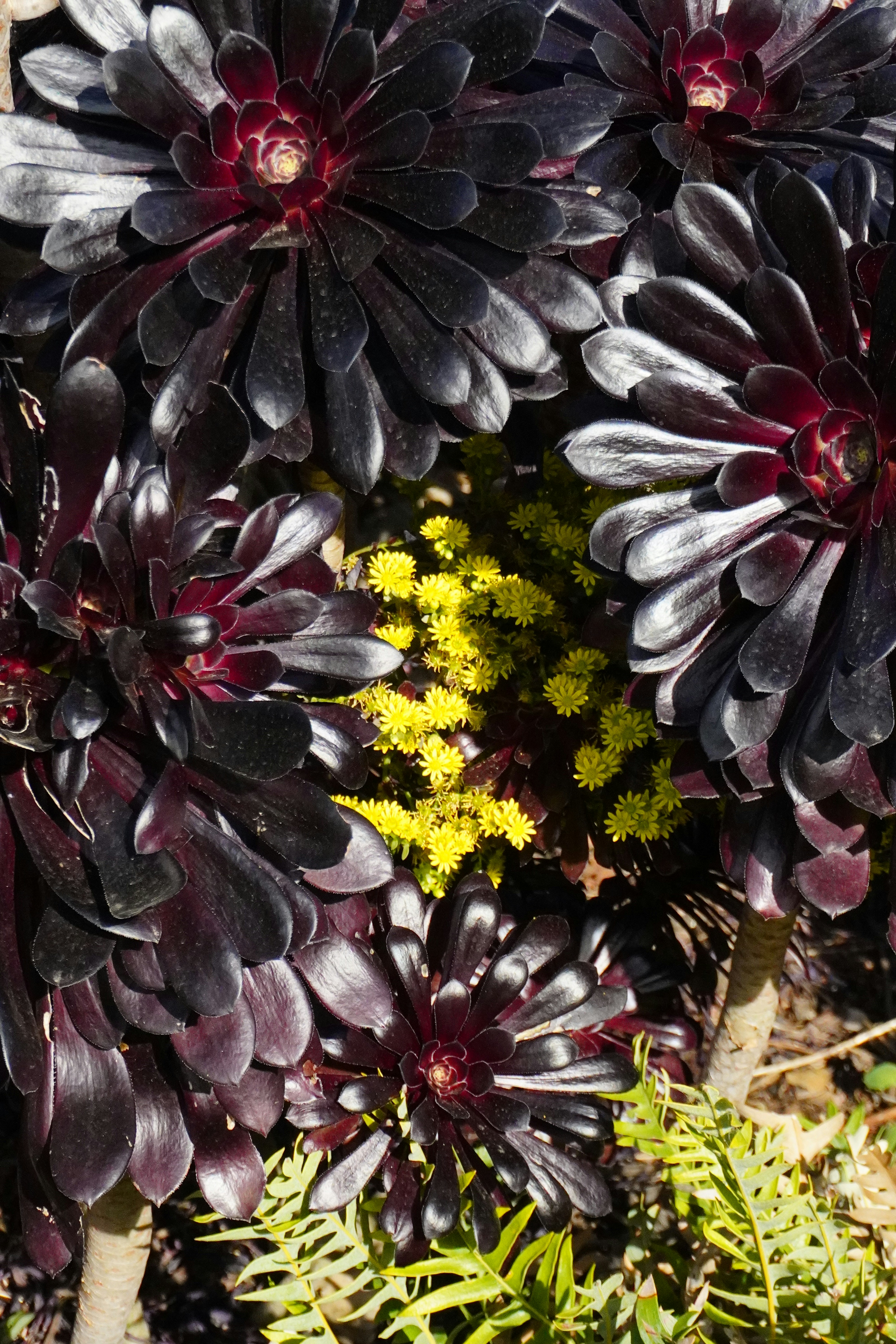 Dark succulent rosettes with yellow flowers
