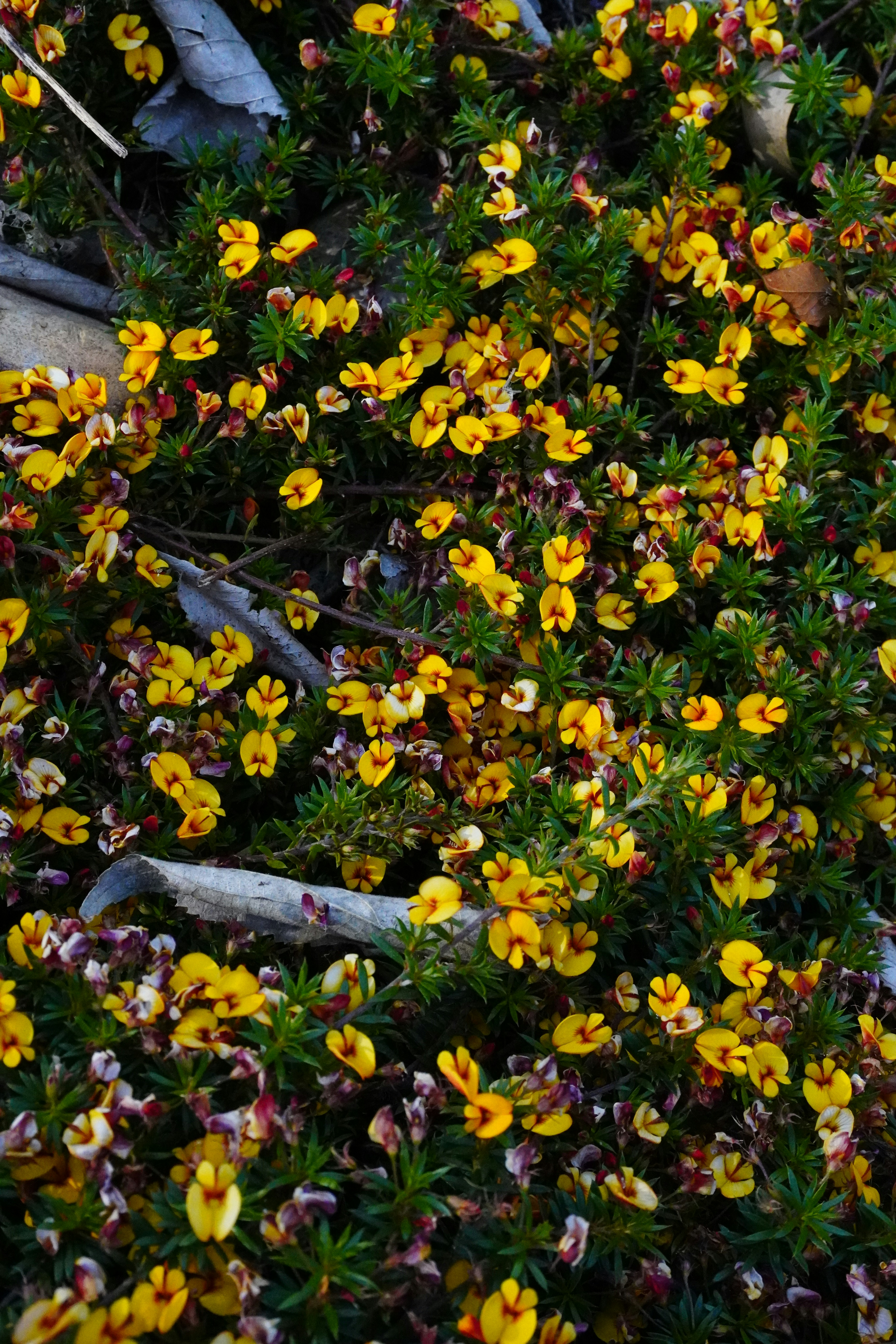 A dense bush with small yellow and red flowers.