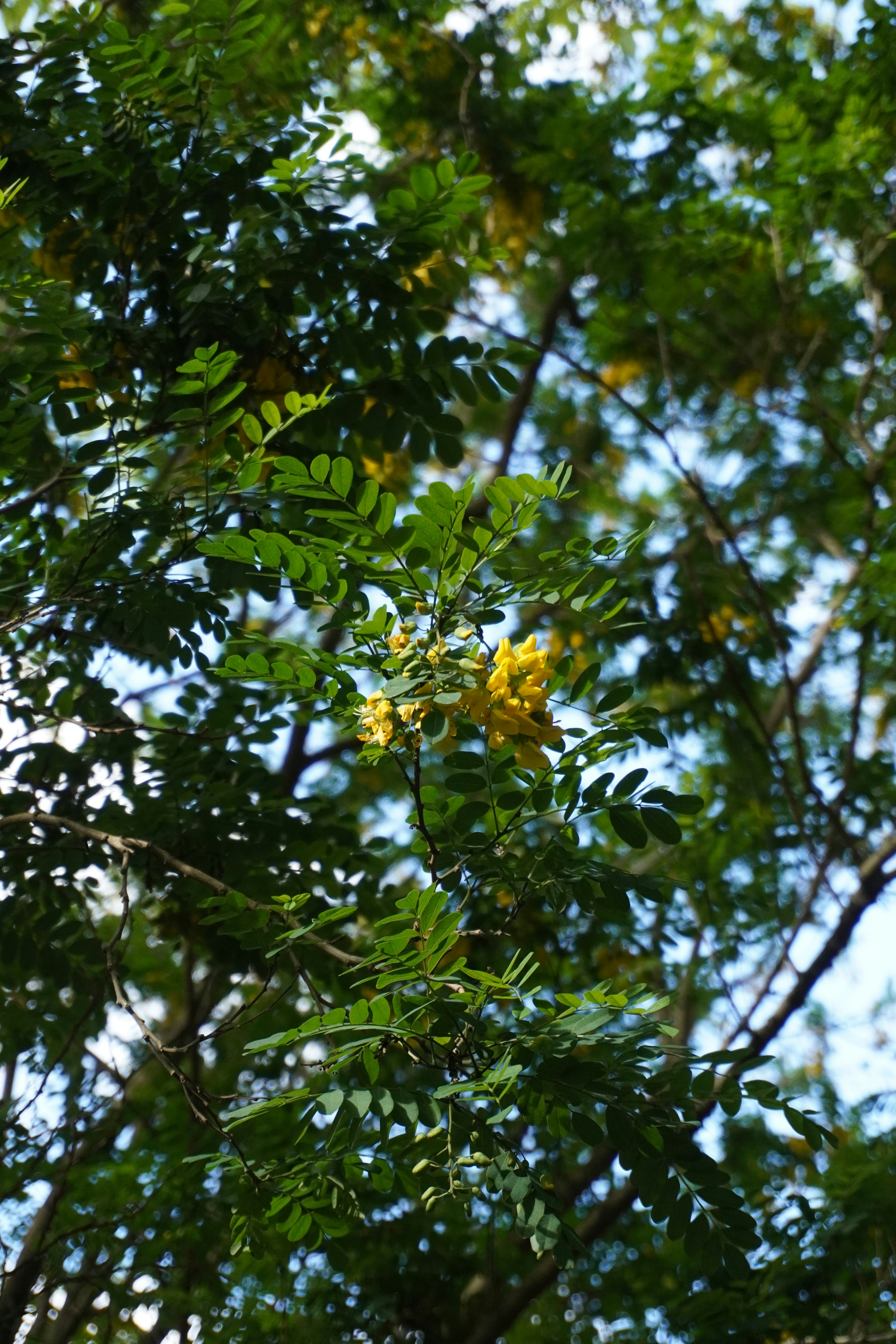 Green tree branches with yellow flowers.