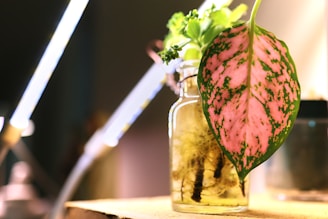 Pink and green leaf in a glass bottle