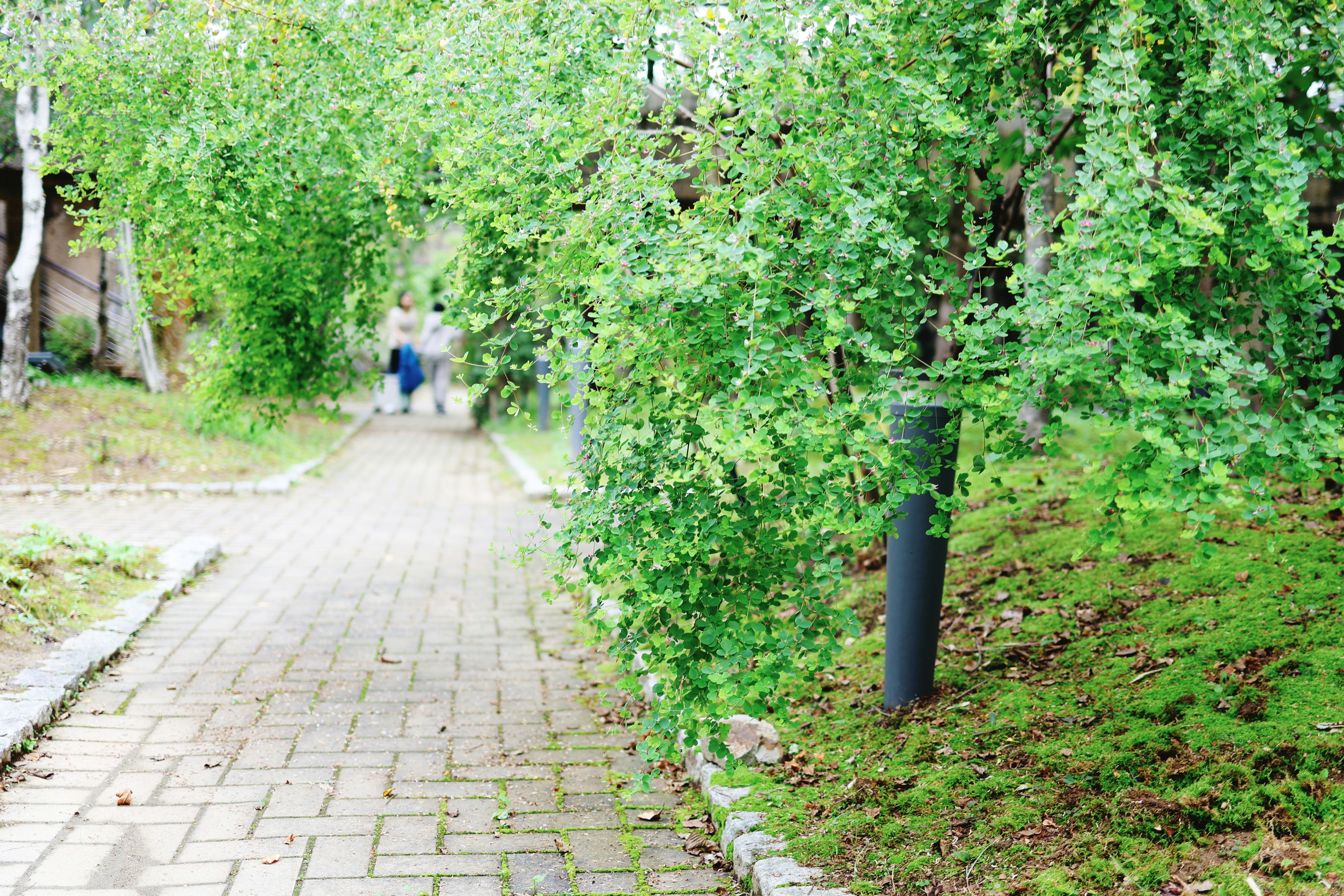 A brick path winds through a lush green garden.
