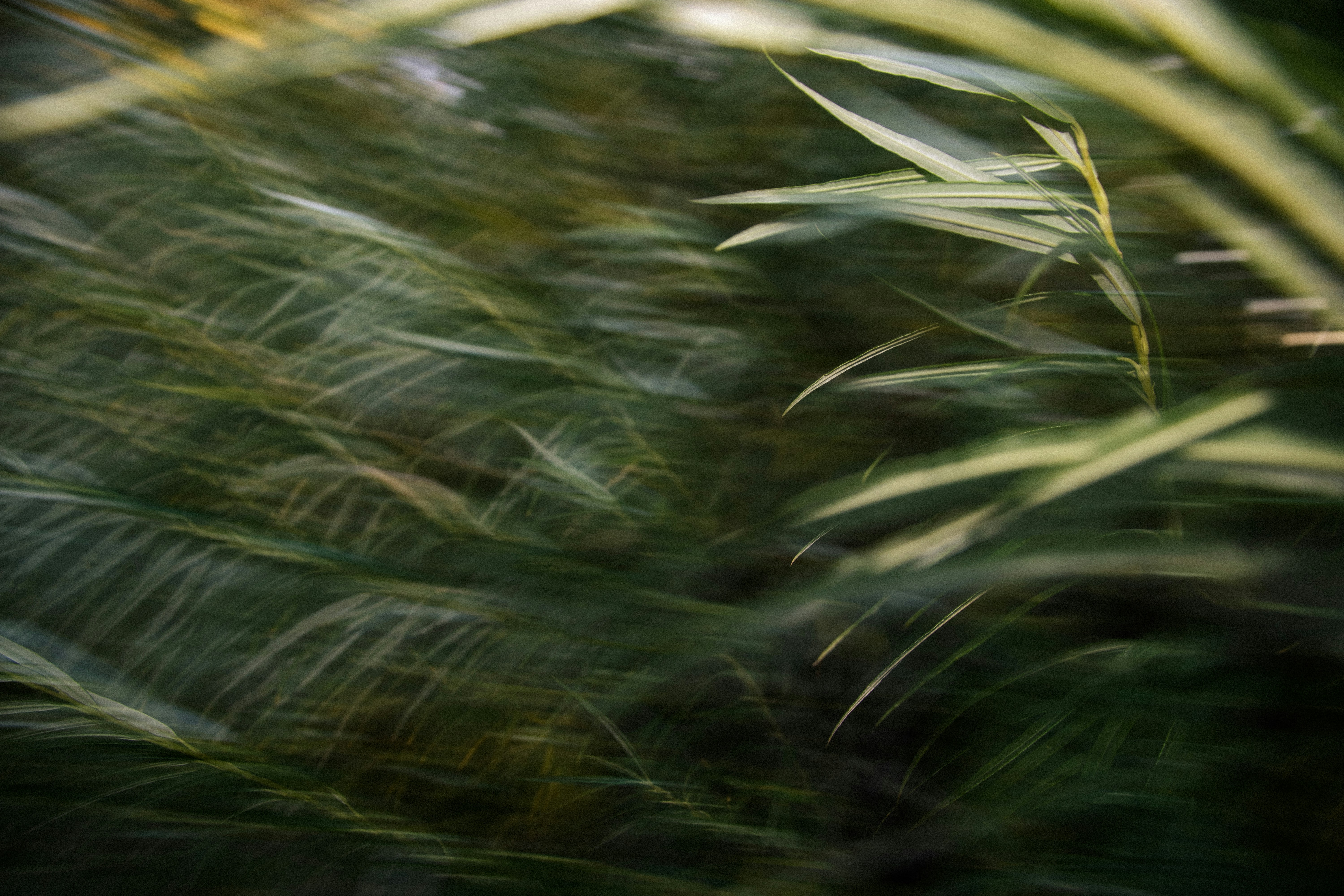 Photo by reinisbruzitis