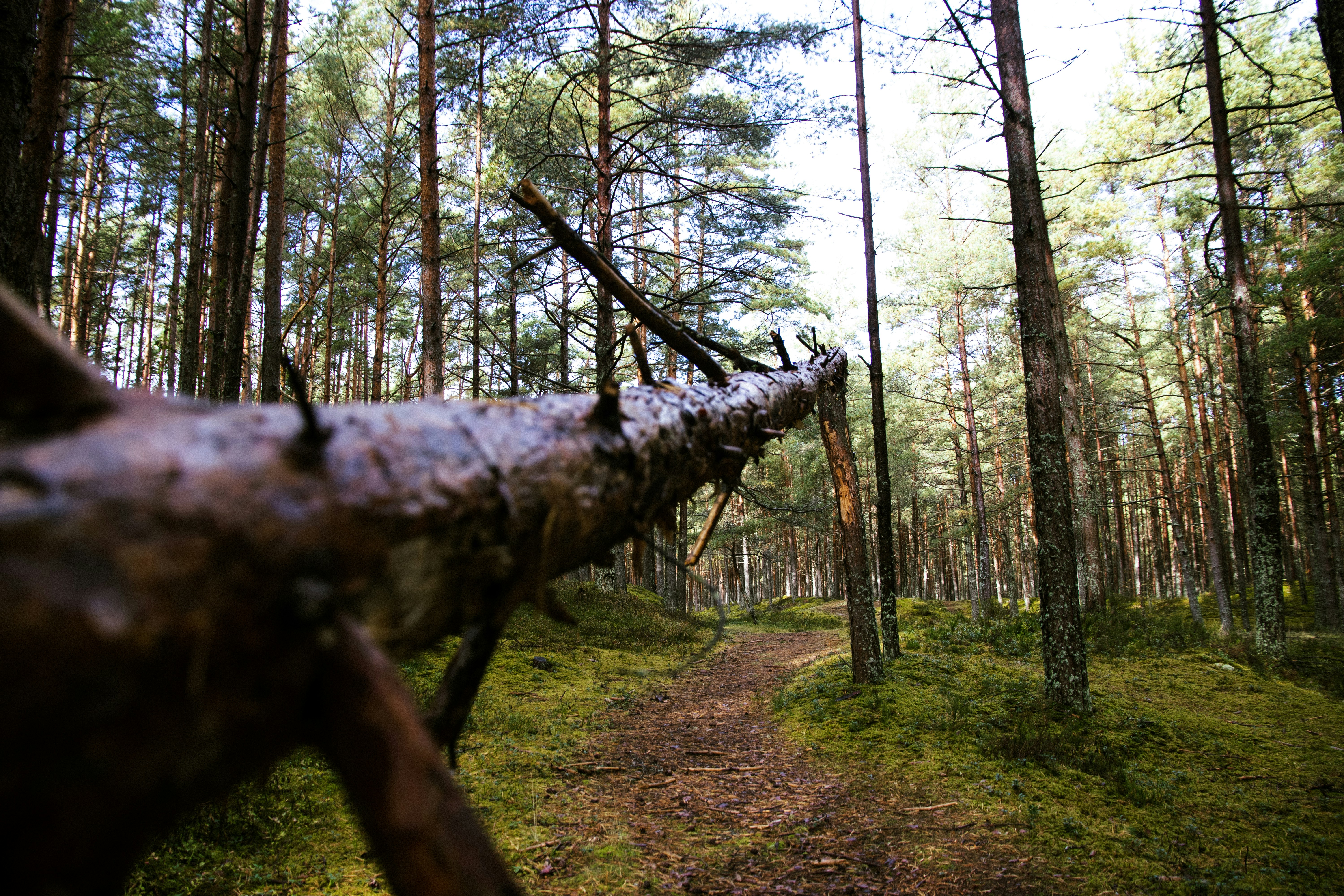 Photo by reinisbruzitis