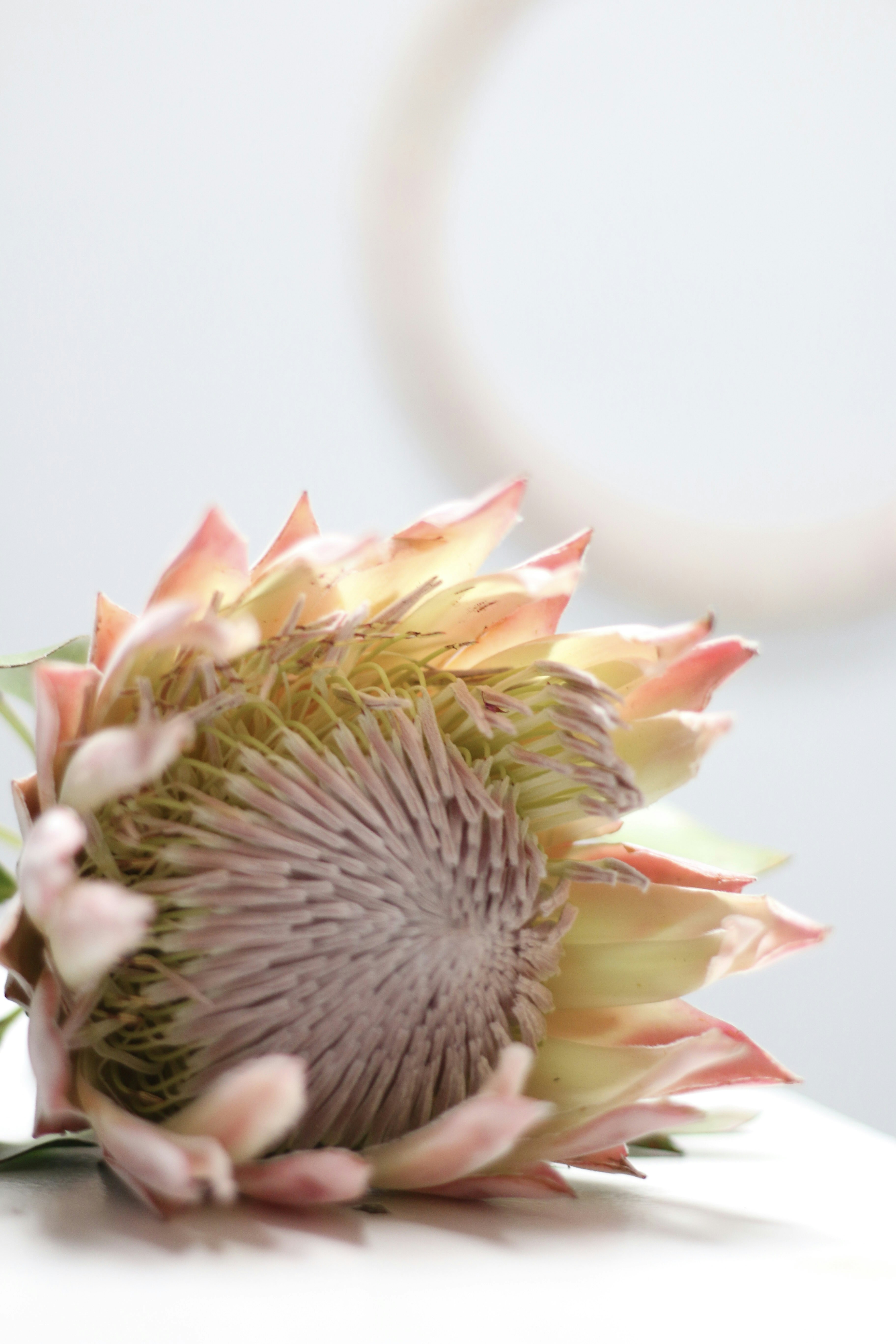 Una sola flor de protea con pétalos delicados.