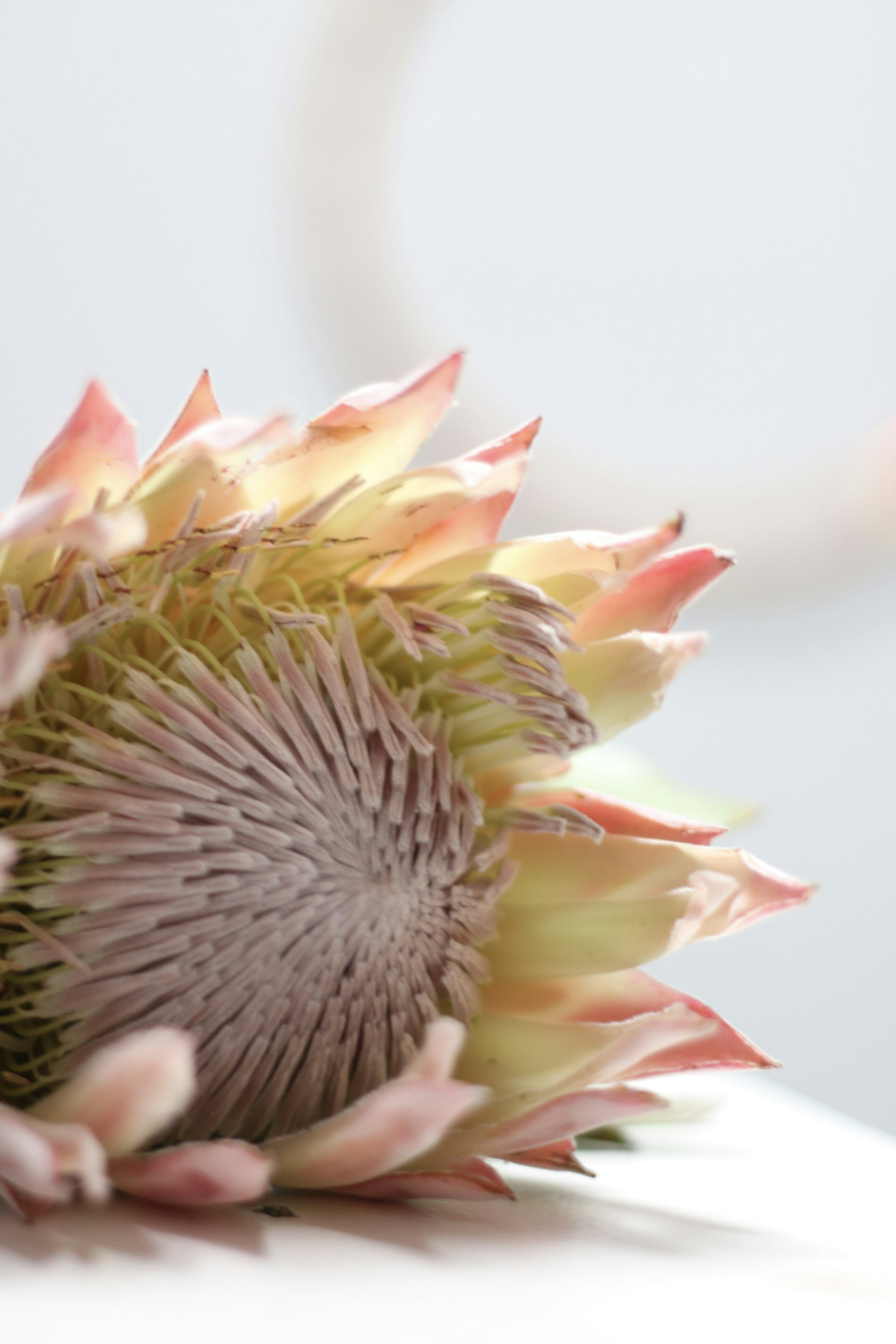 Primer plano de una delicada flor de protea rosa y amarilla.