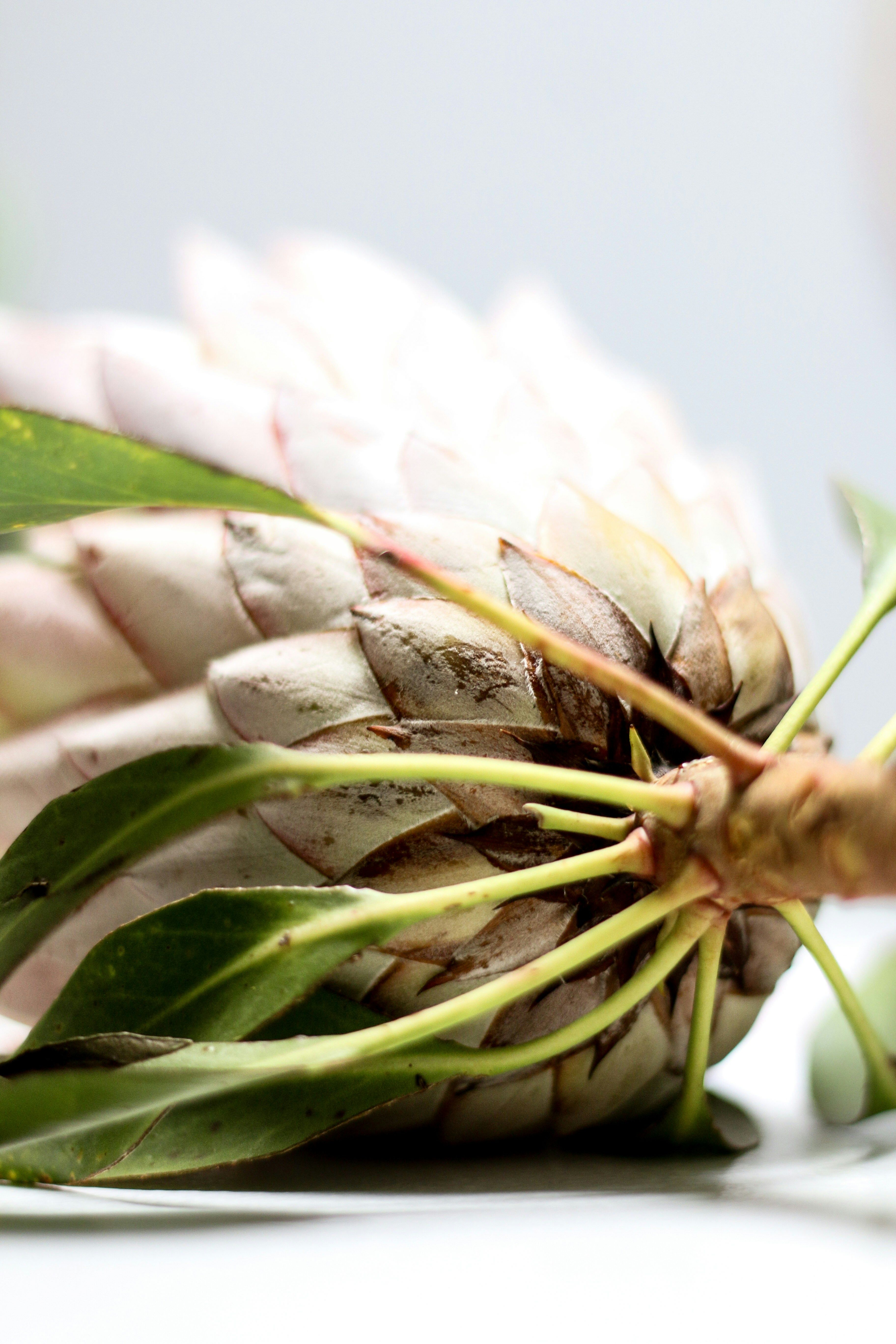 Primer plano de una flor de protea con hojas verdes.