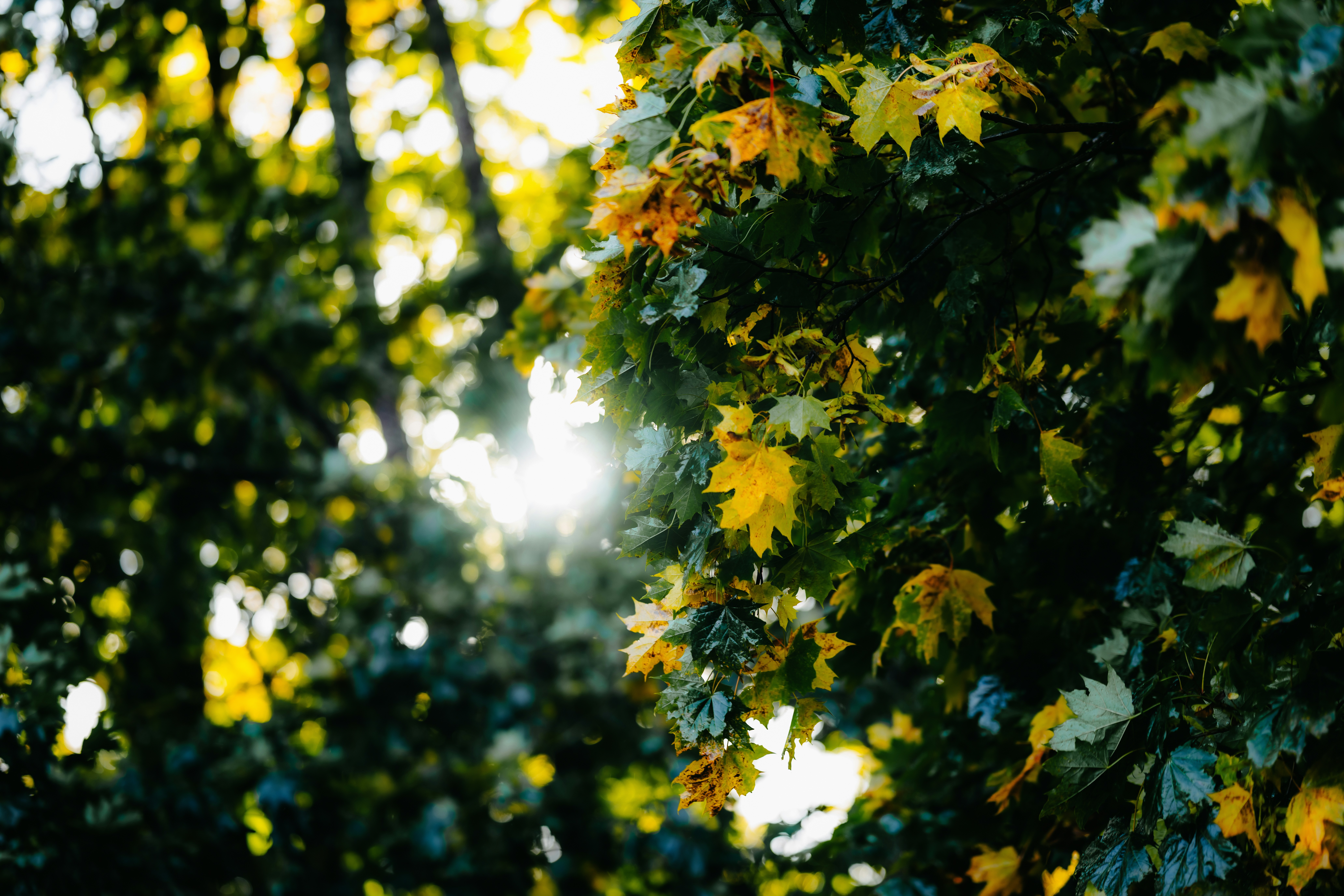 Photo by kristapsungurs