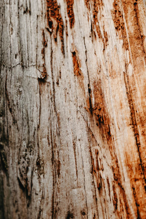 A close-up photograph of weathered wood grain, showing rough, cracked texture and the natural pattern of aged timber