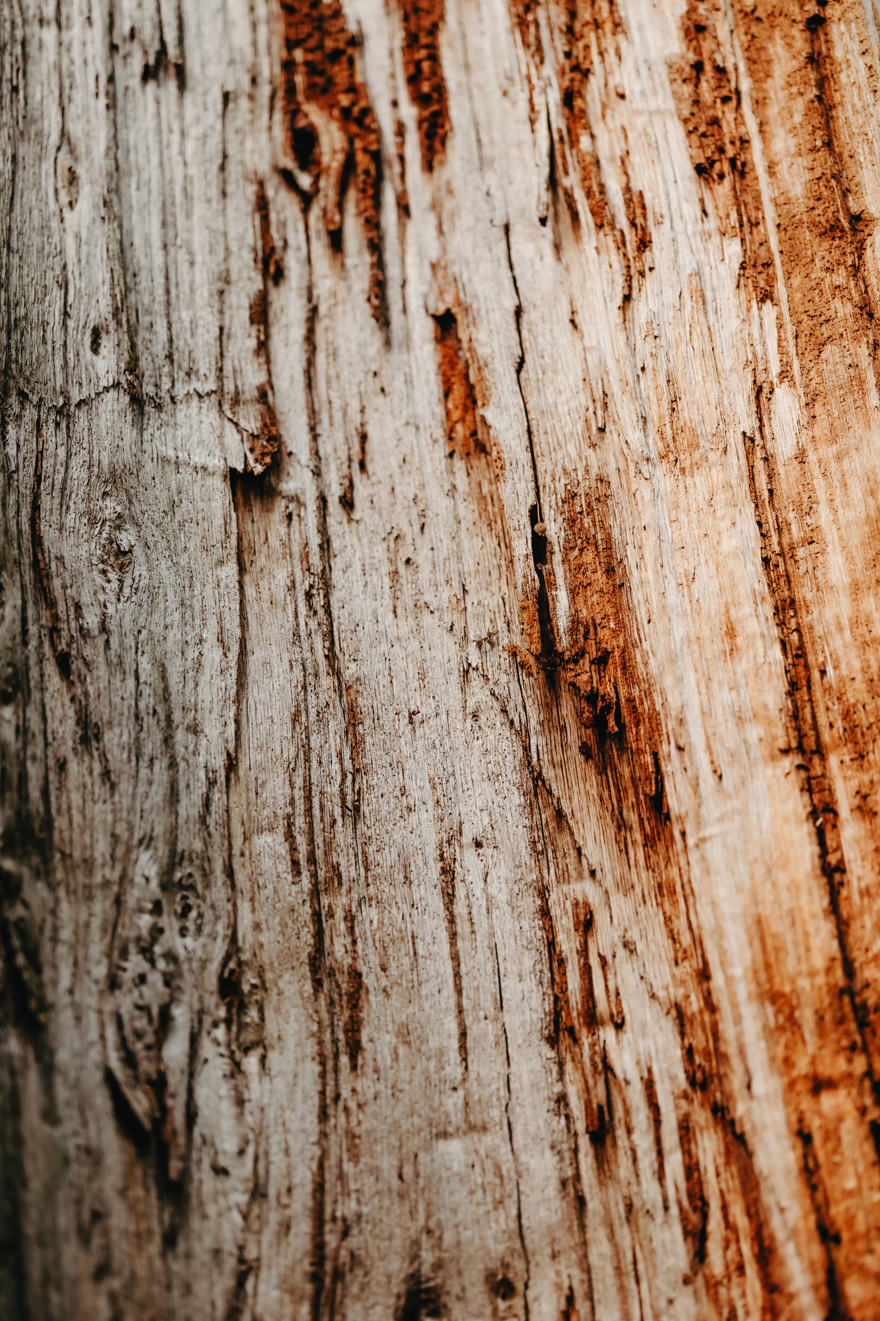 A close-up photograph of weathered wood grain, showing rough, cracked texture and the natural pattern of aged timber
