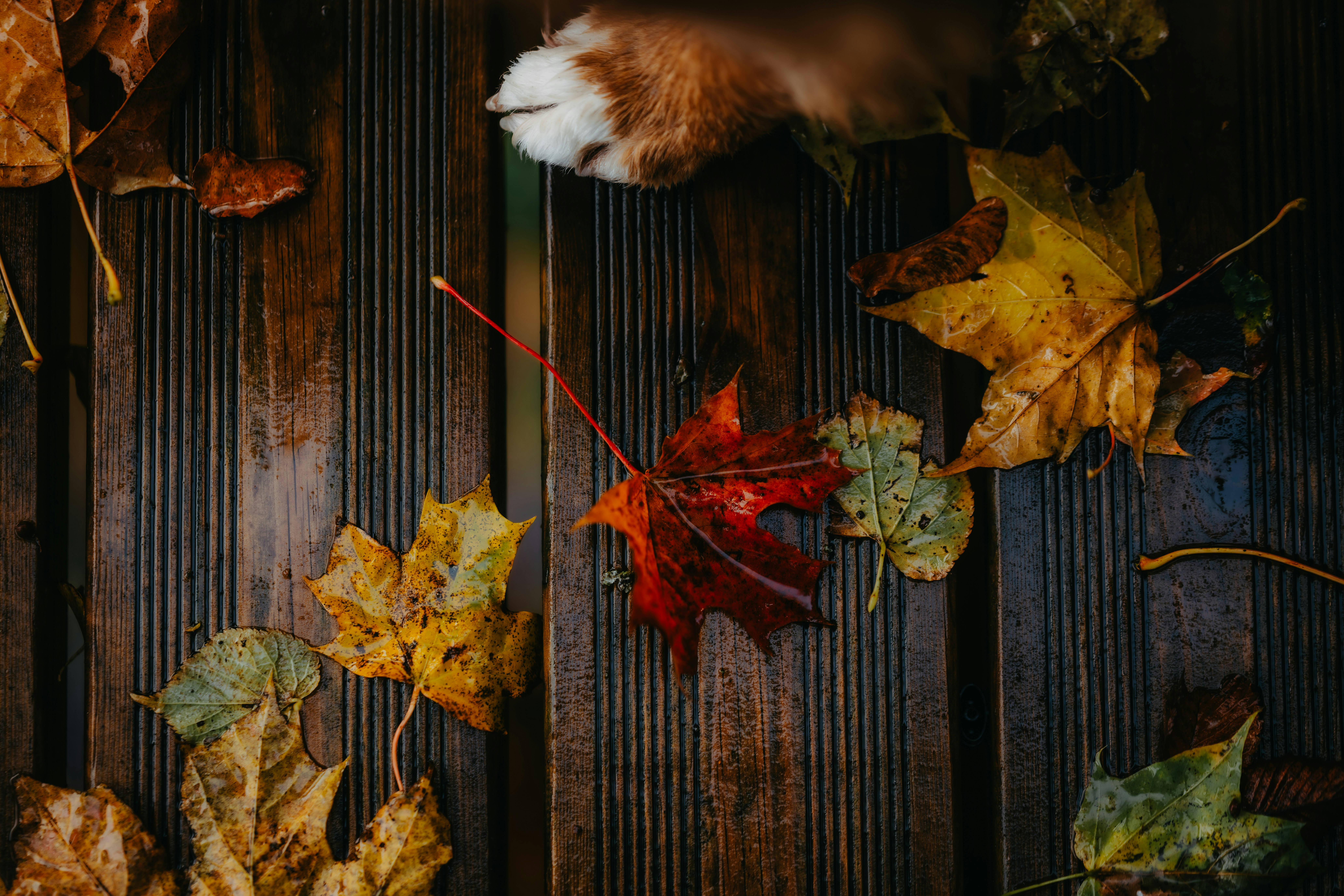 Autumn leaves on a wooden surface with a dog's paw