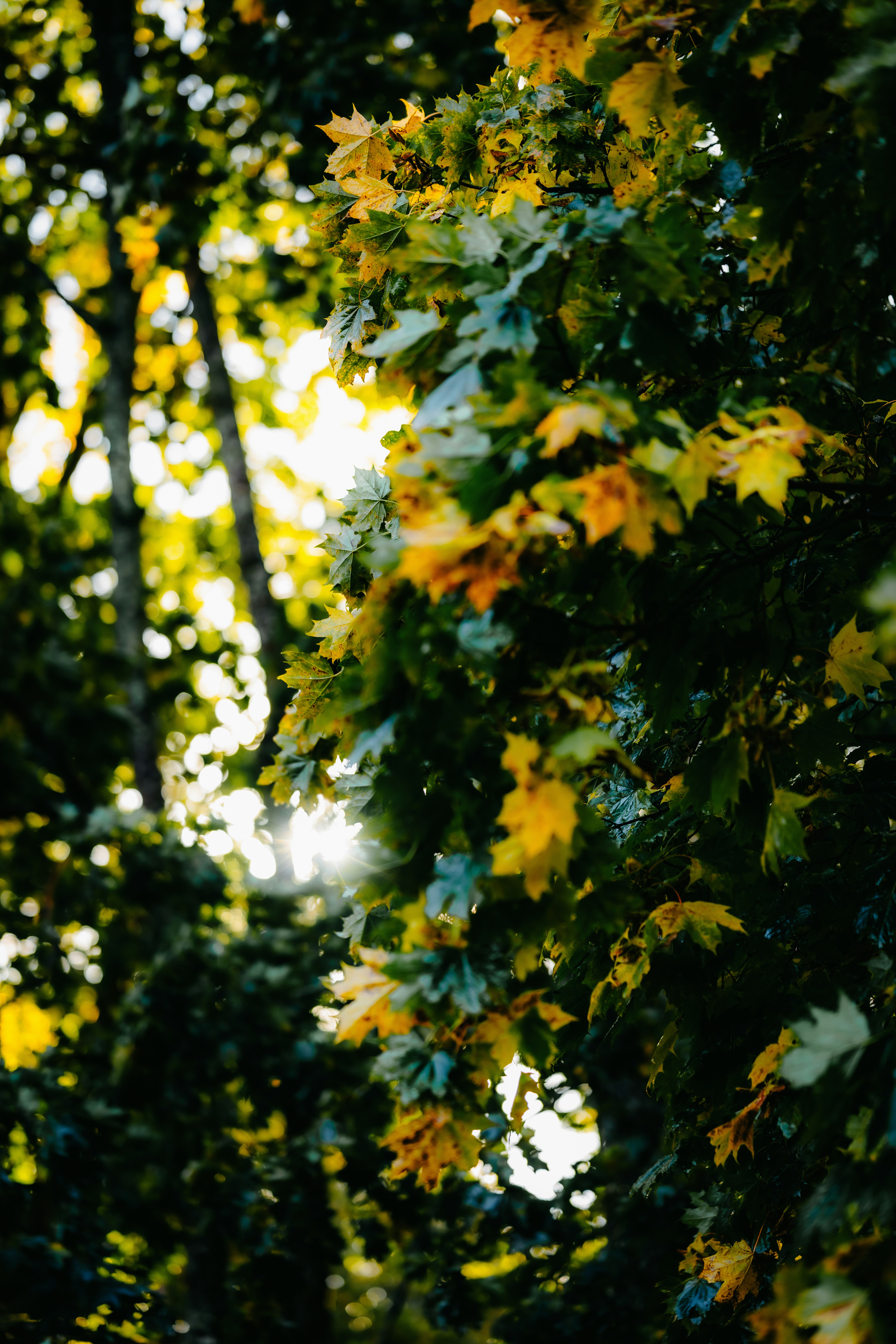 Photo by kristapsungurs