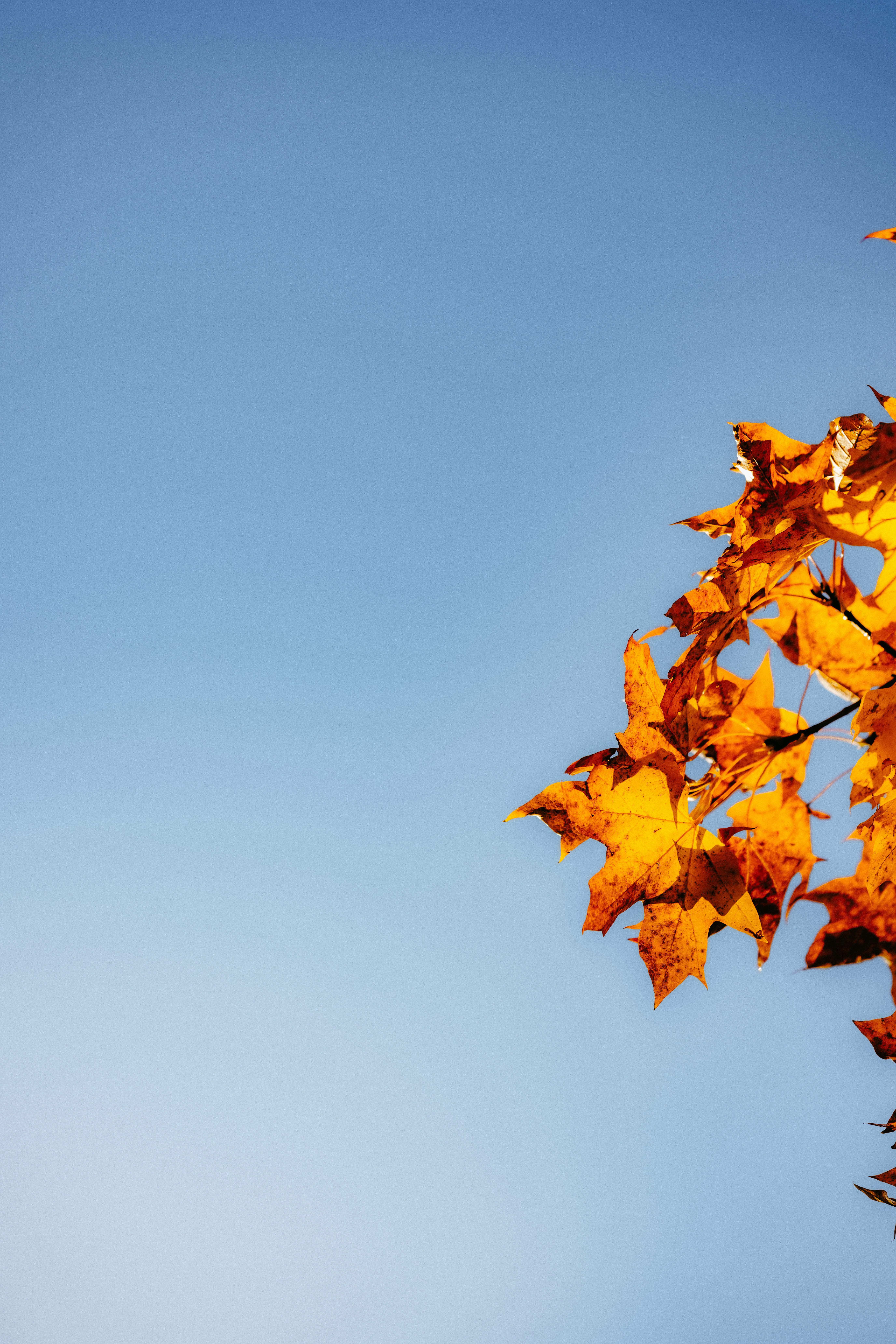 Photo by kristapsungurs