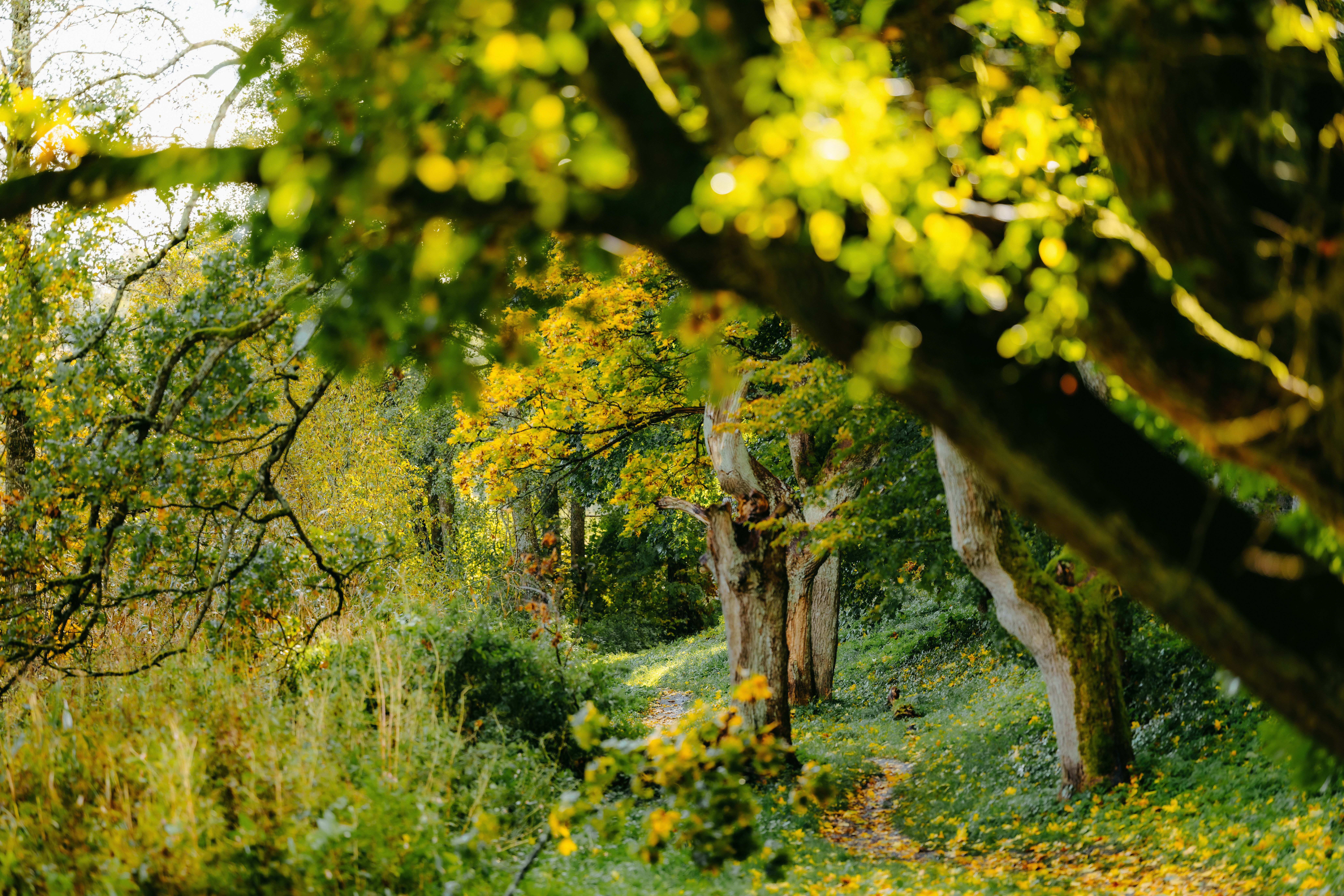 Photo by kristapsungurs