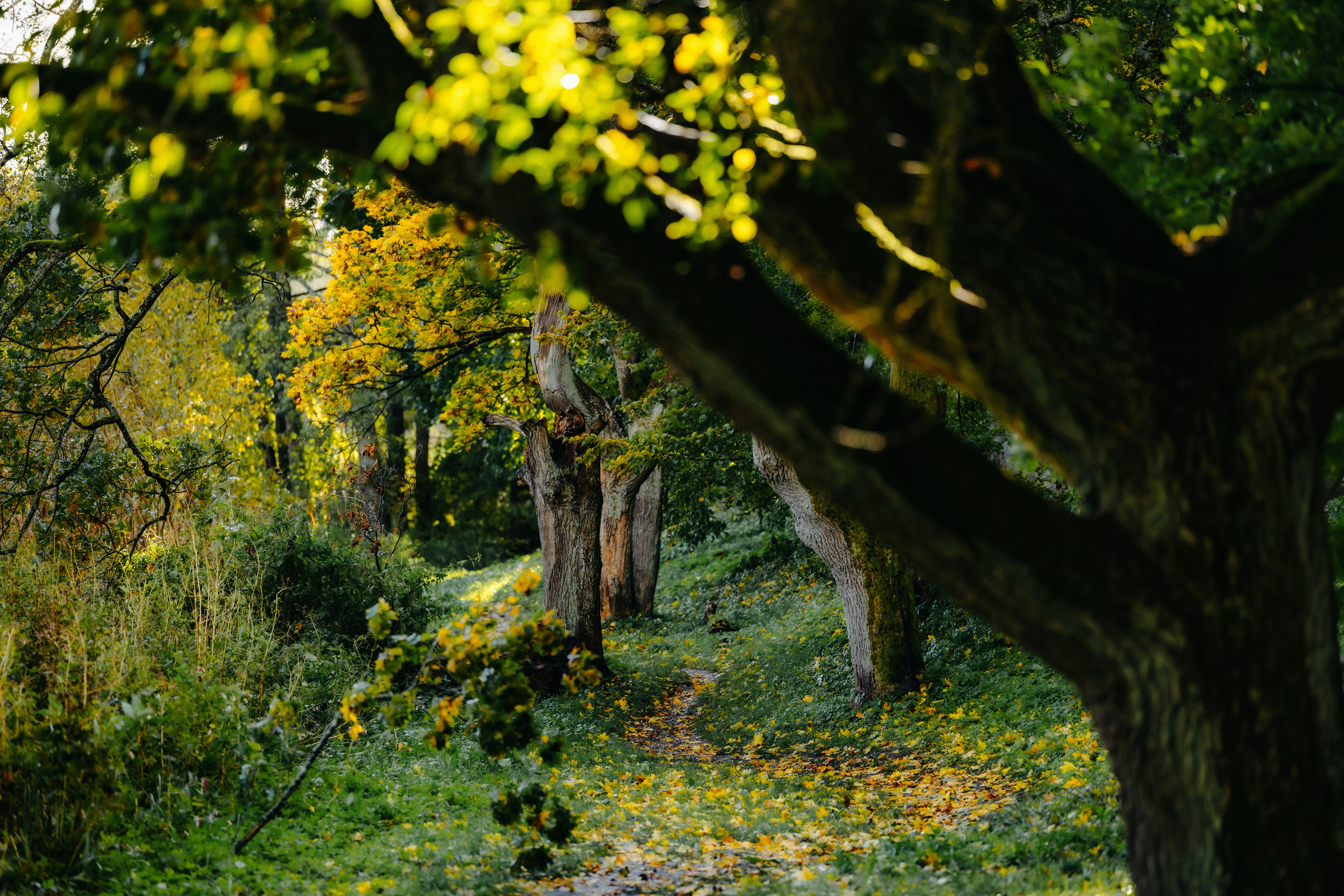 Photo by kristapsungurs