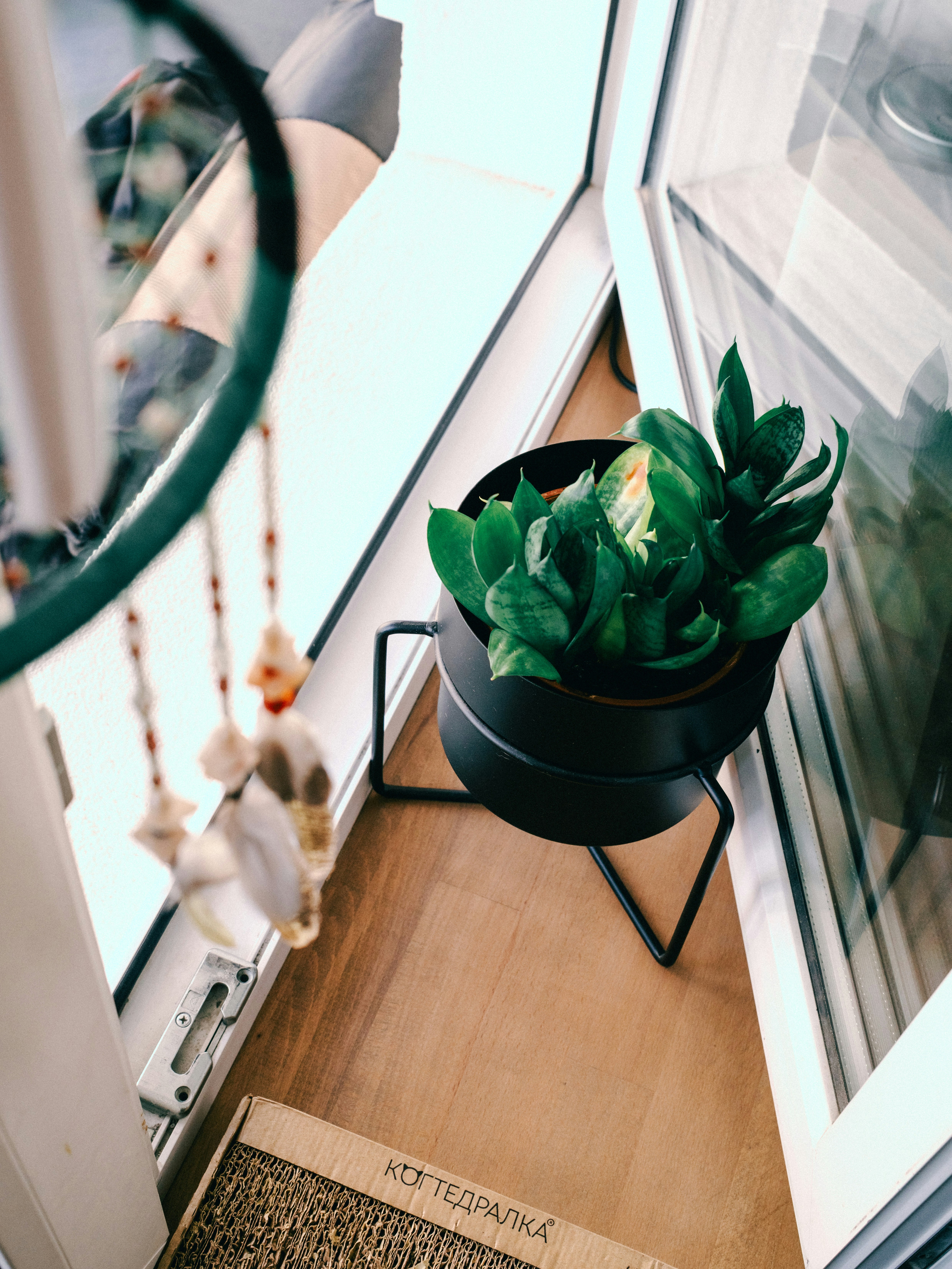 Planta verde en una maceta negra sobre una superficie de madera.