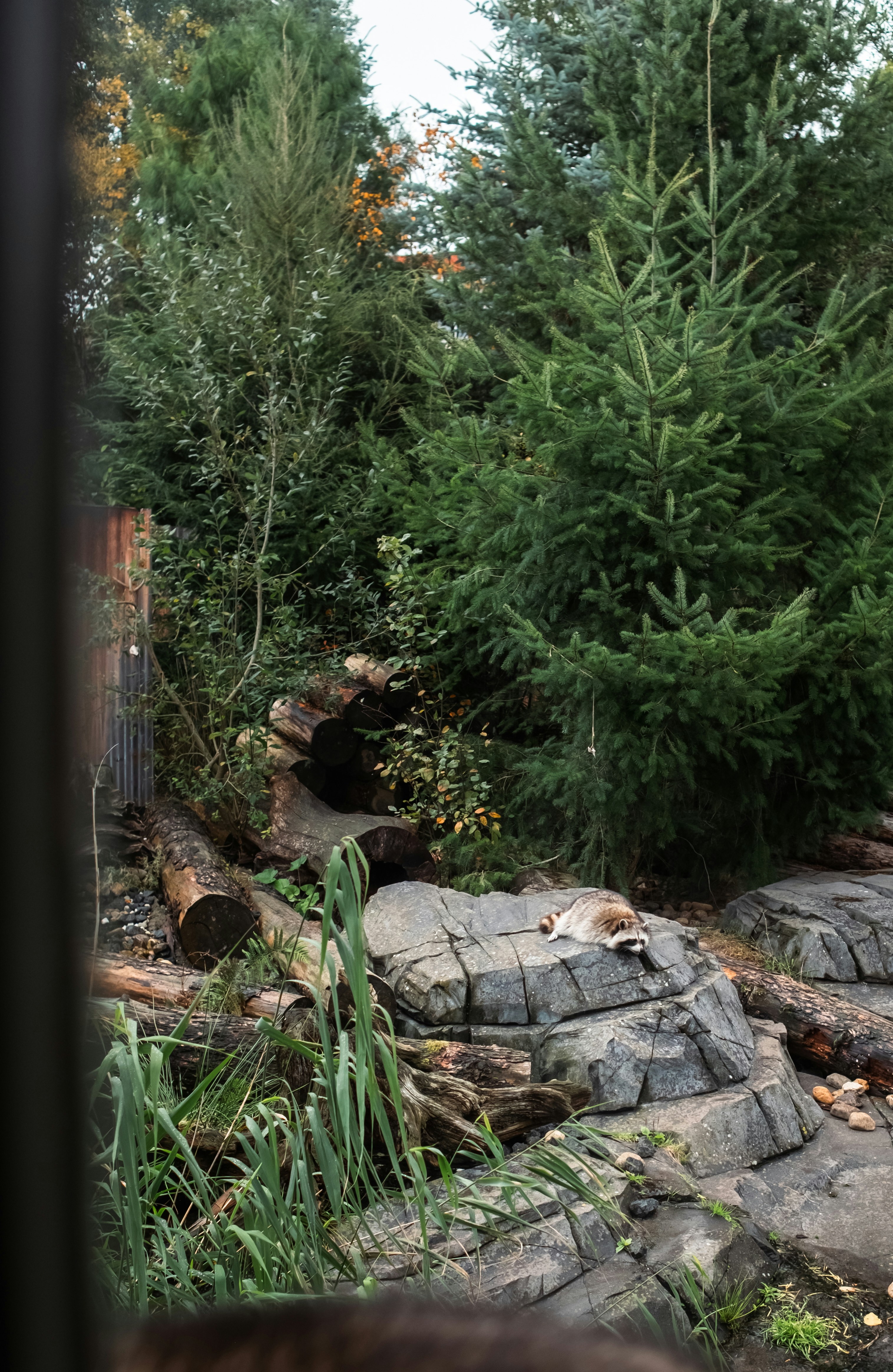 Ein Waschbär ruht sich auf Felsen aus, die von viel Grün umgeben sind.