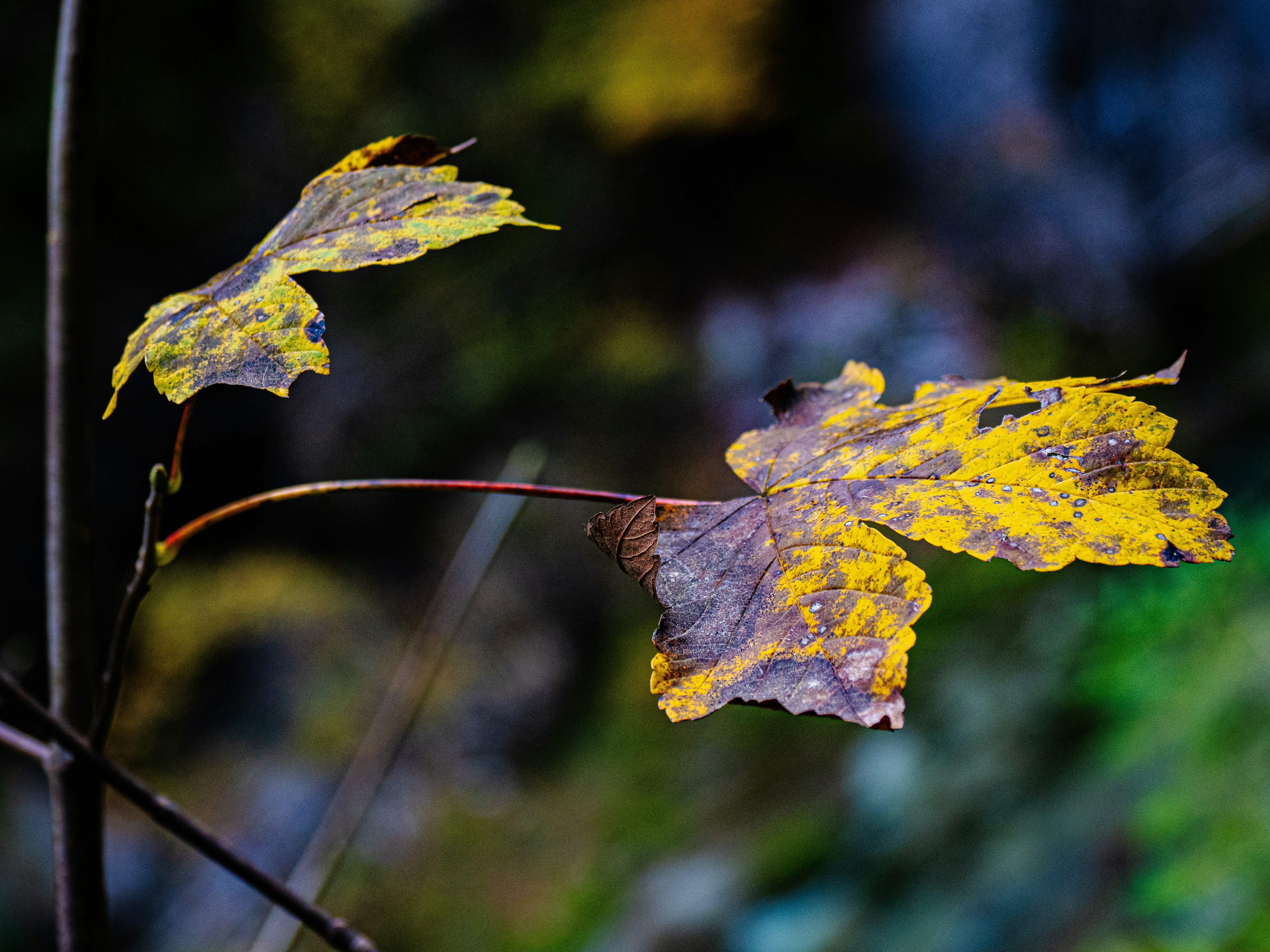 Photo by gopitri_prem