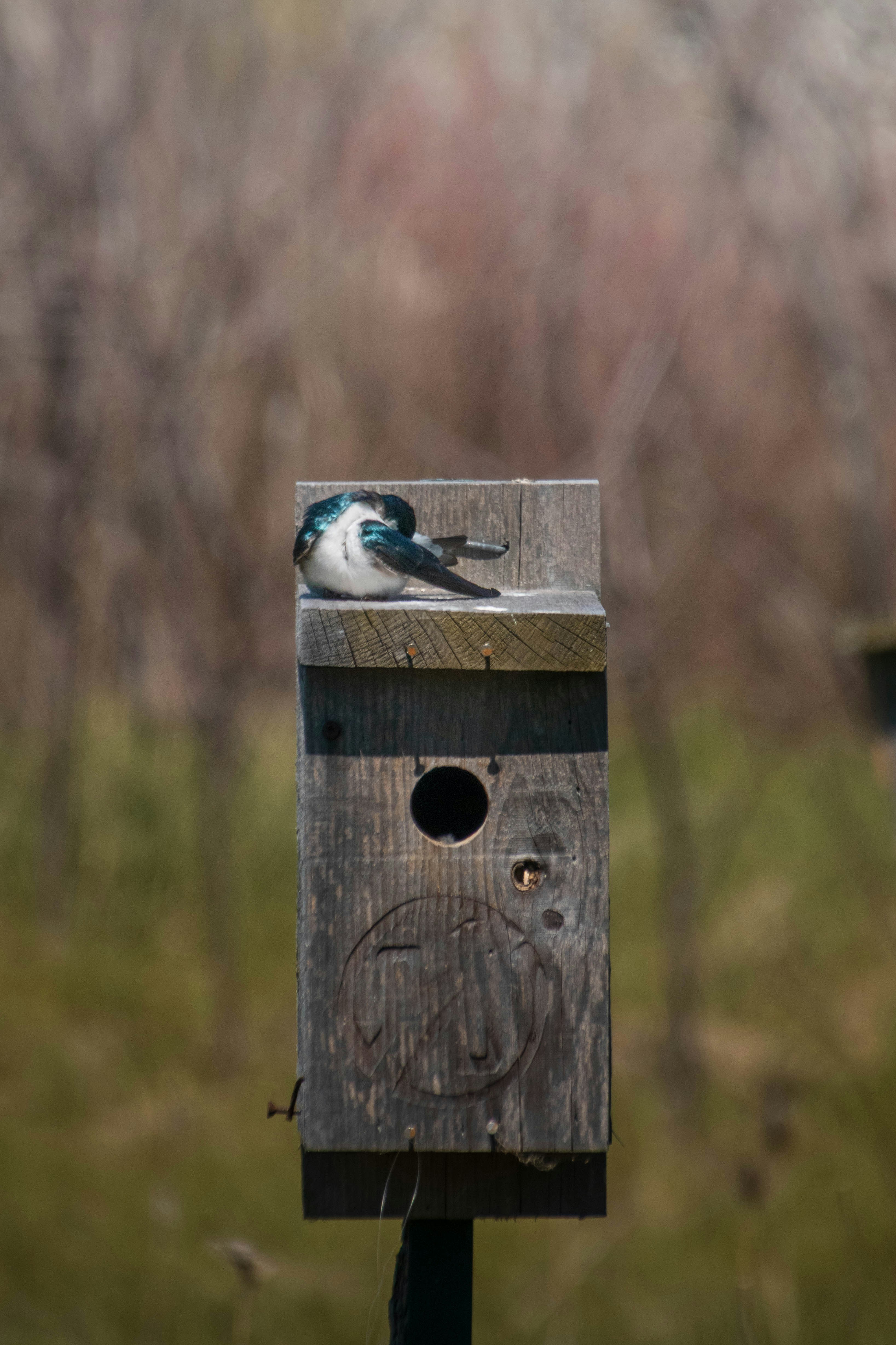 A small bird rests on top of a wooden birdhouse.