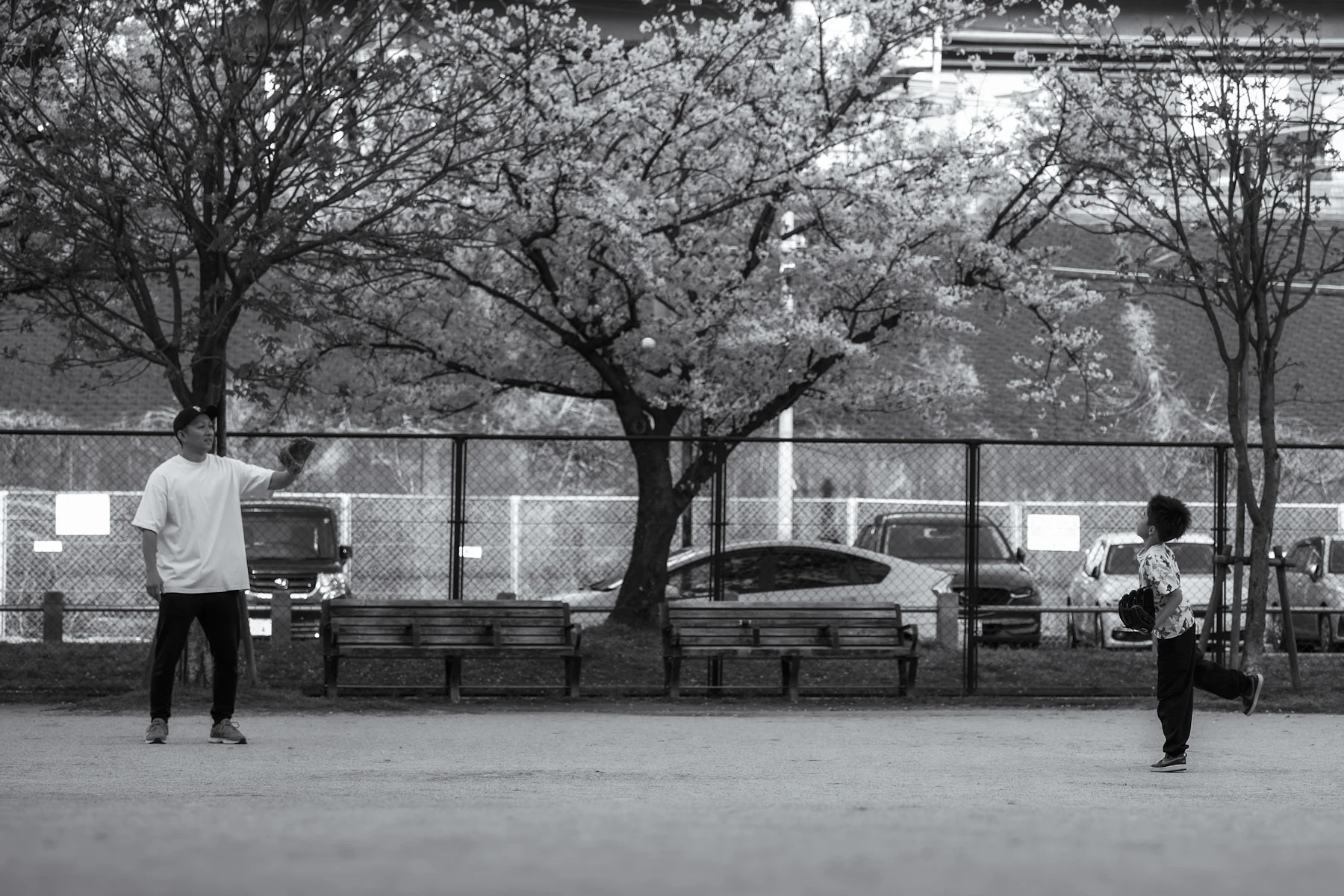 Black and white photo of a man and a boy playing catch beside a park fence under blossoming trees
