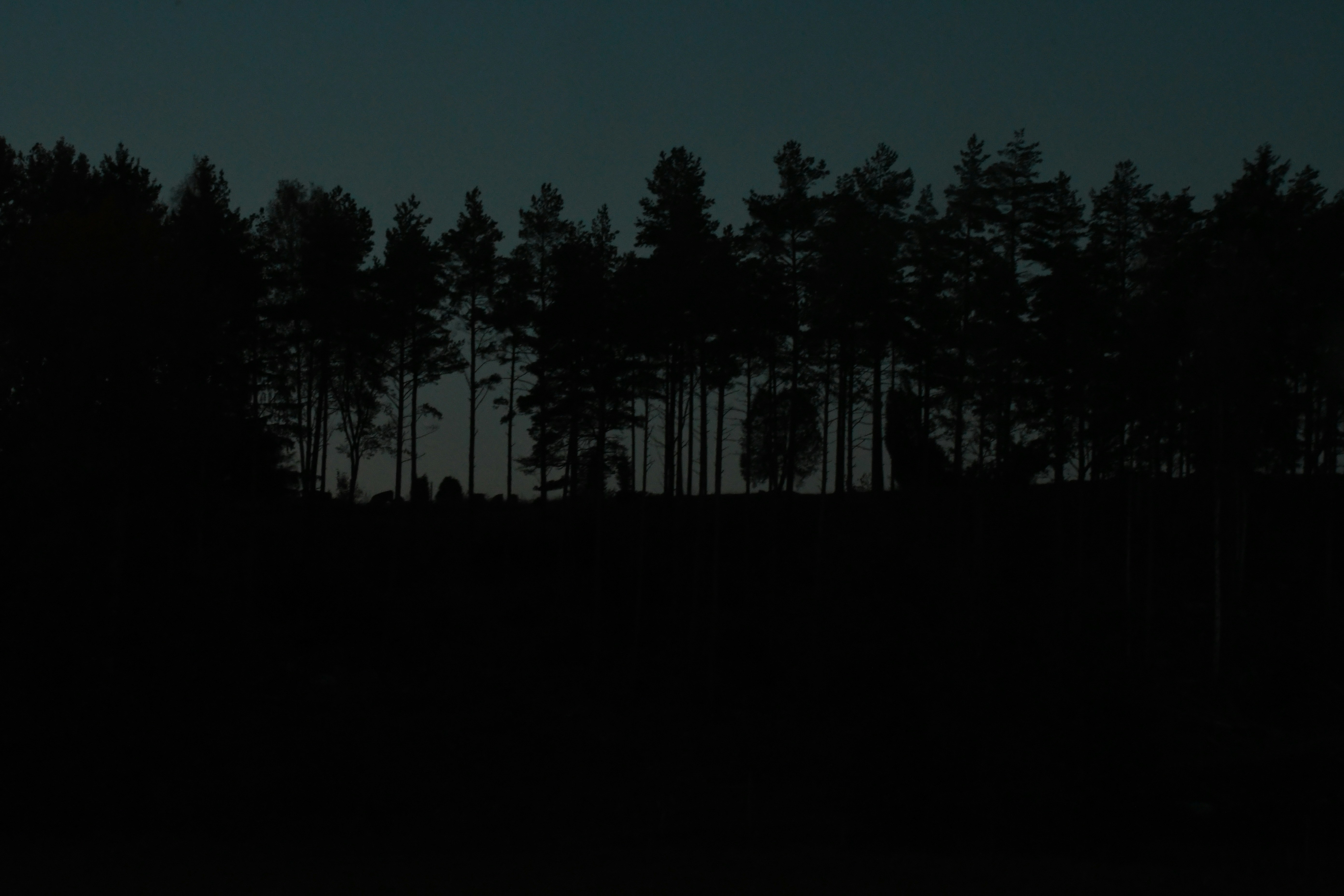 Dark forest silhouette against a twilight sky