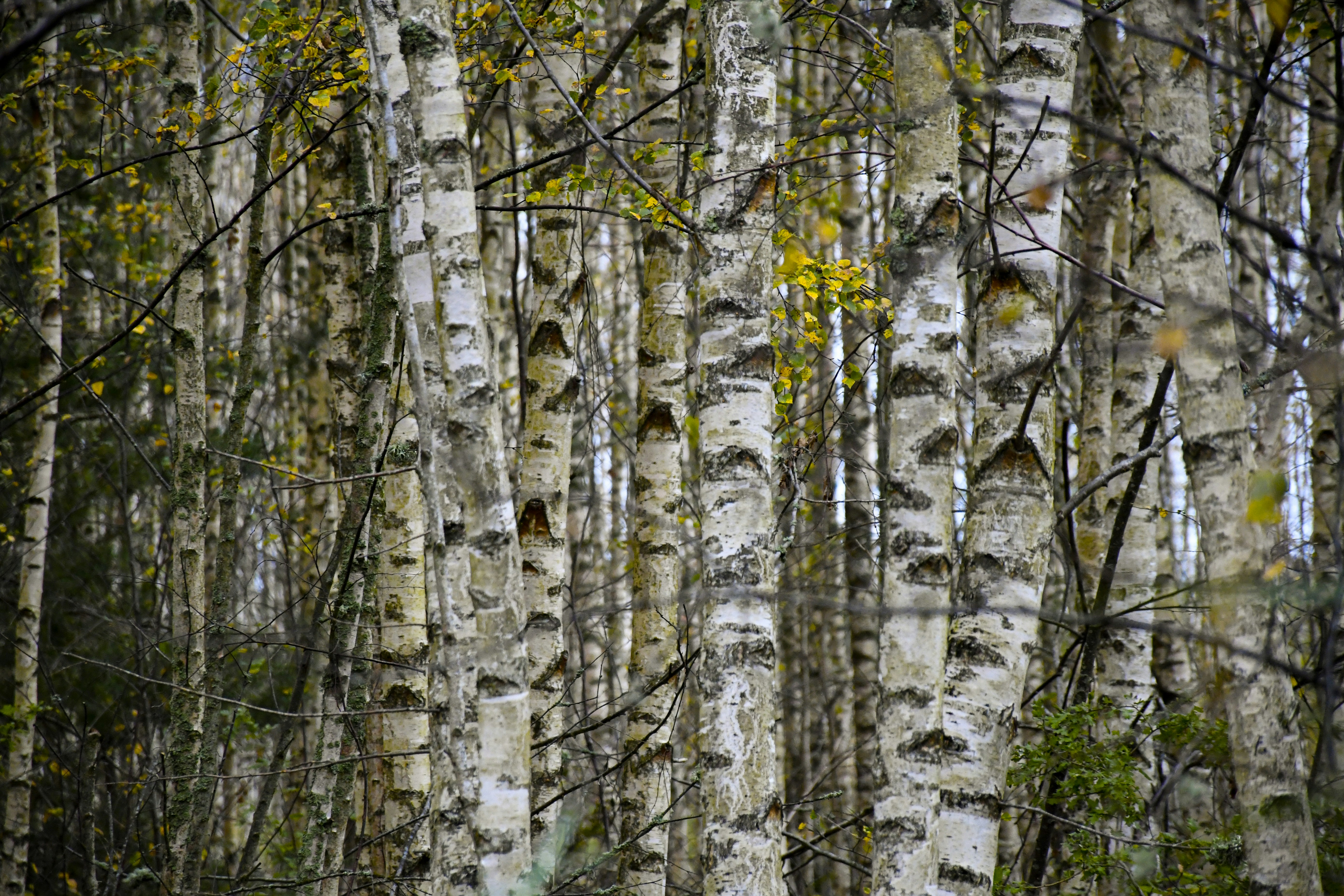 A dense forest of birch trees with white bark.