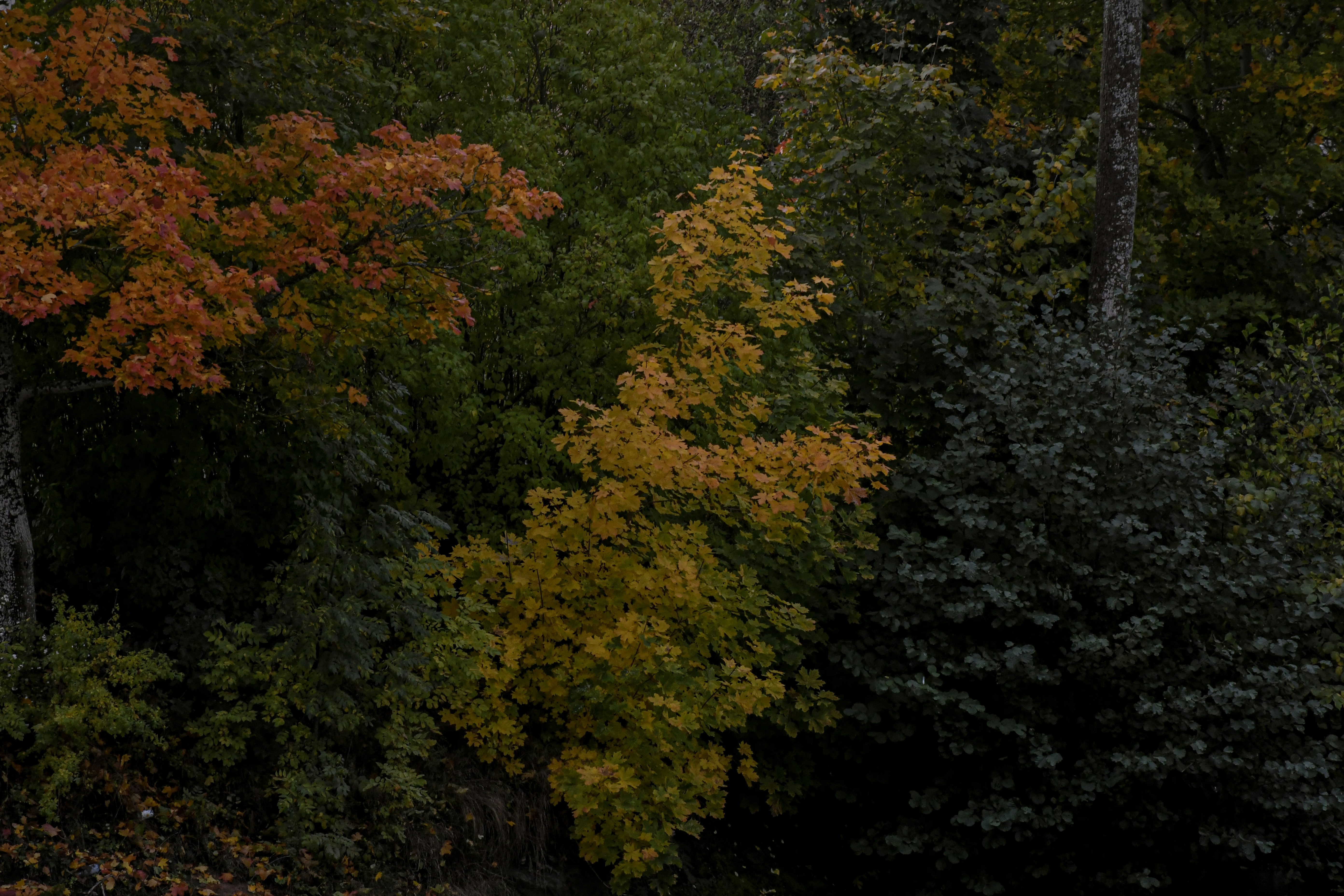 Autumn trees with colorful leaves in forest