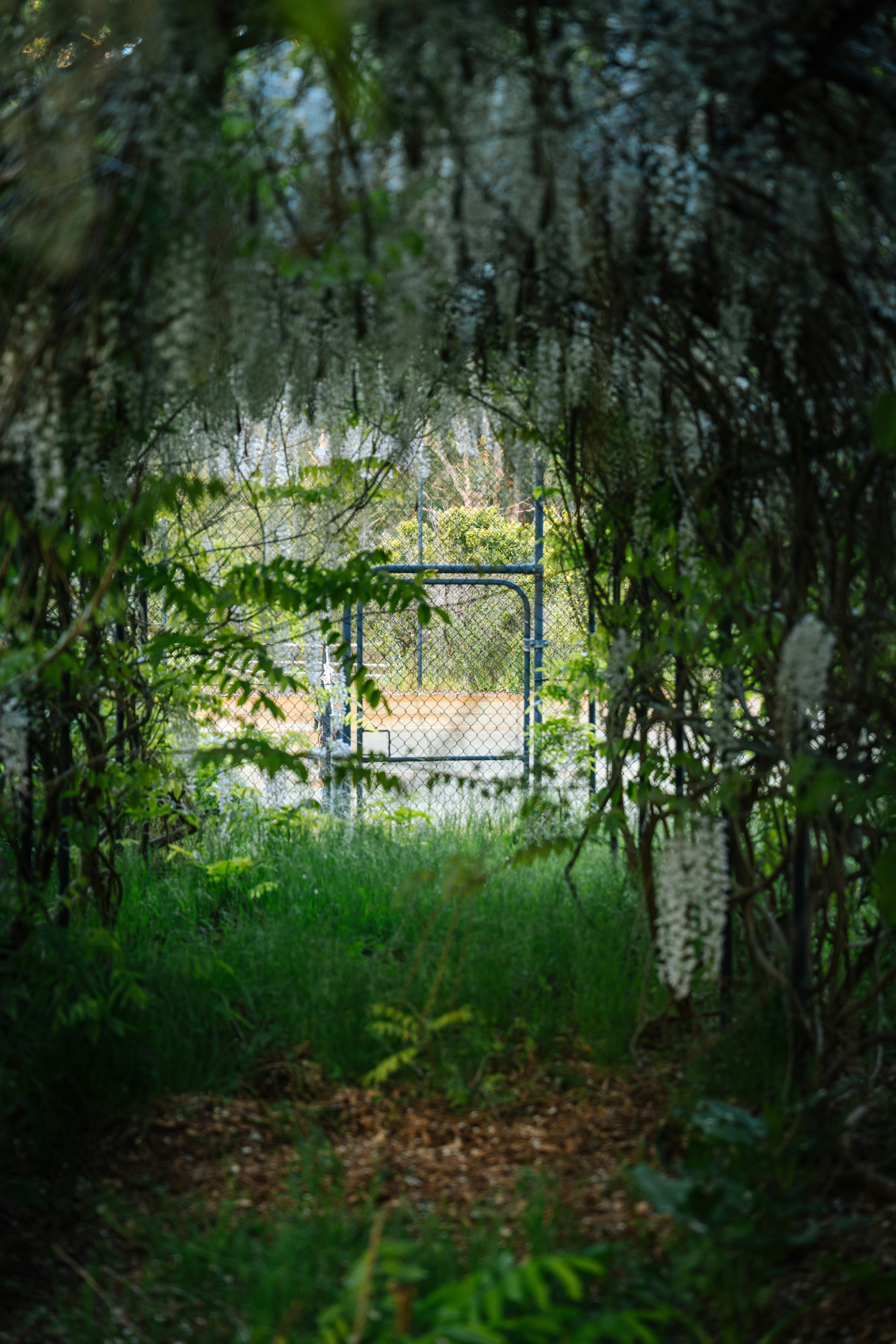 Wisteria-covered archway leads to a gate