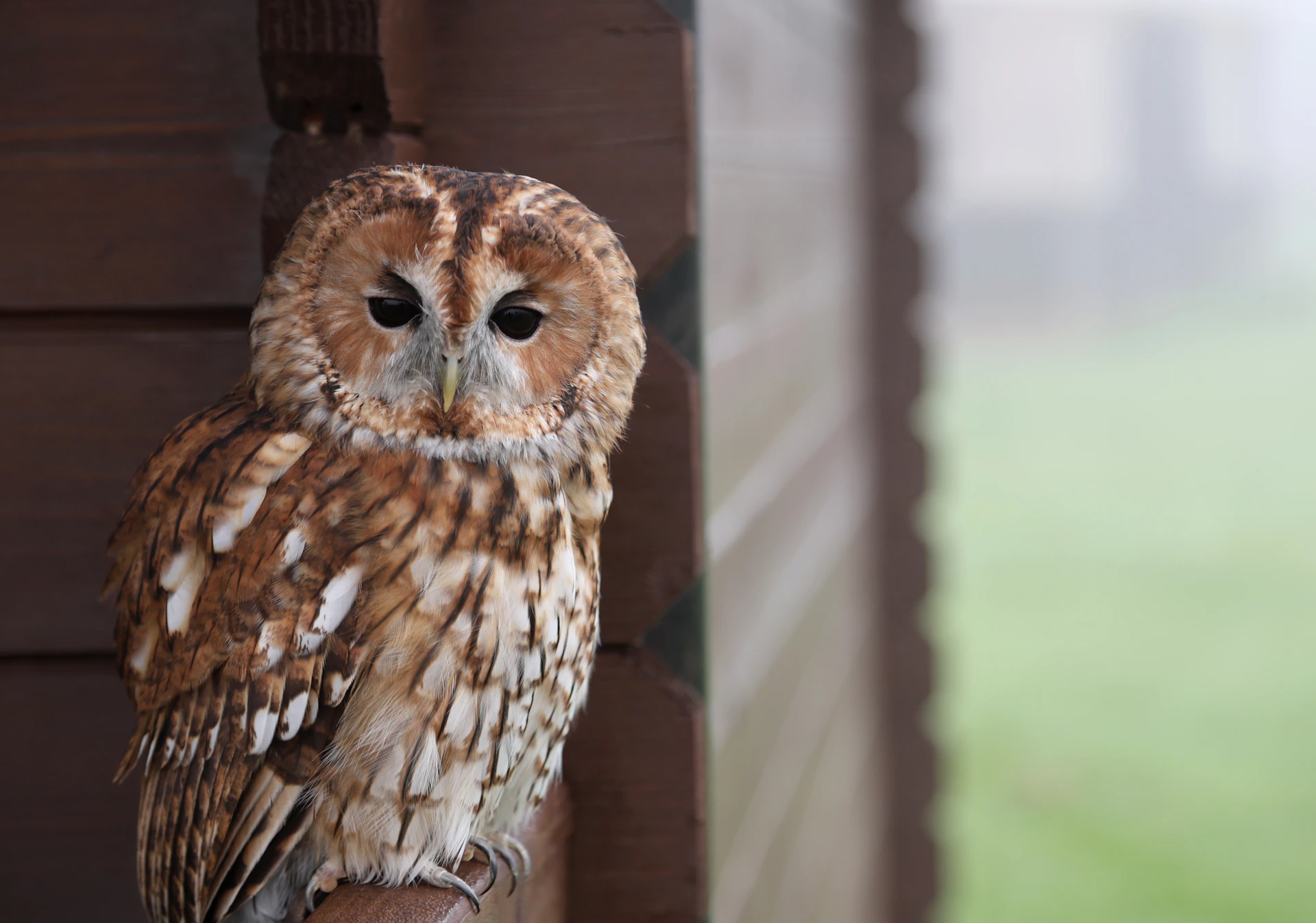 A tawny owl perched on a wooden beam
