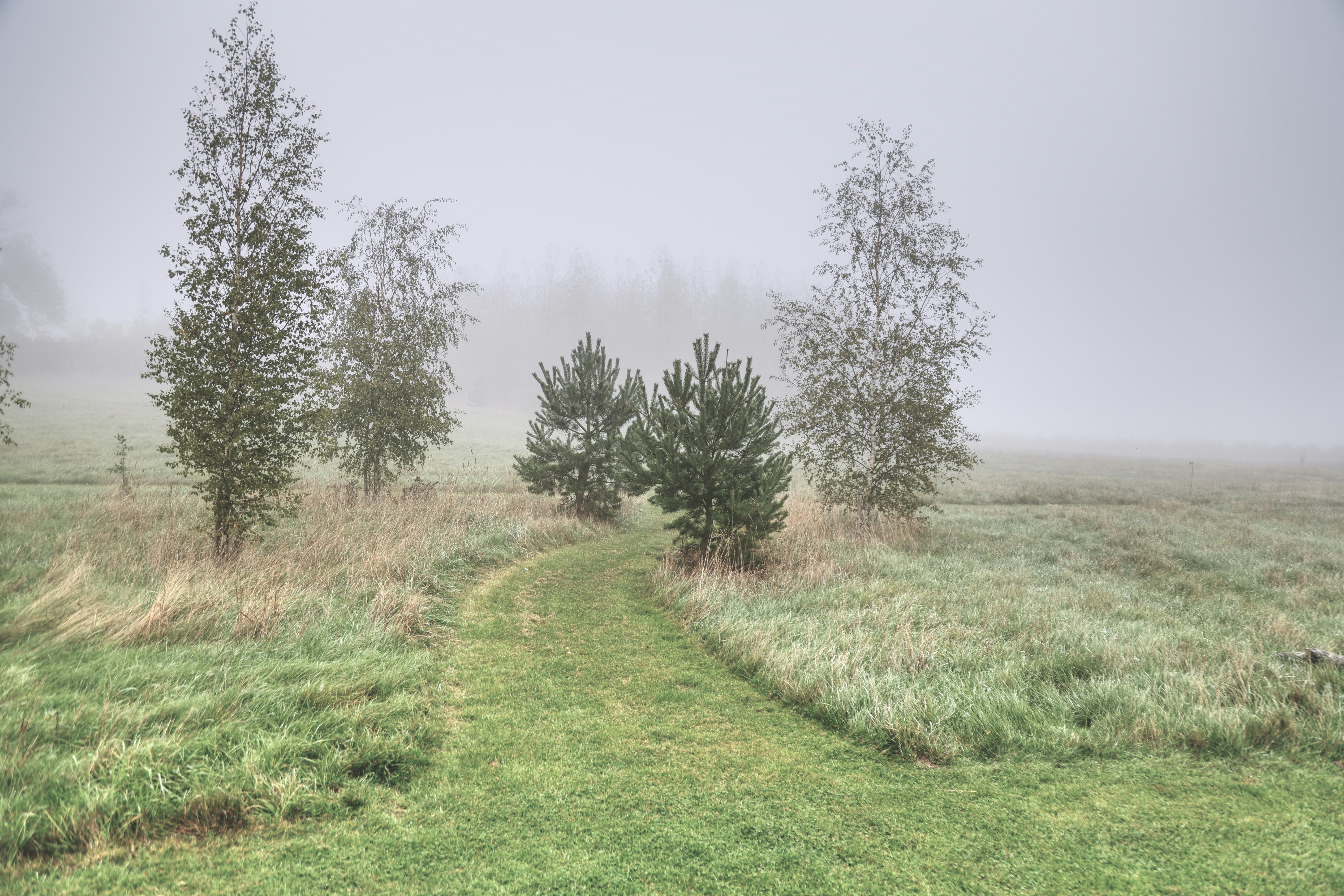 Grassy path through trees in foggy landscape