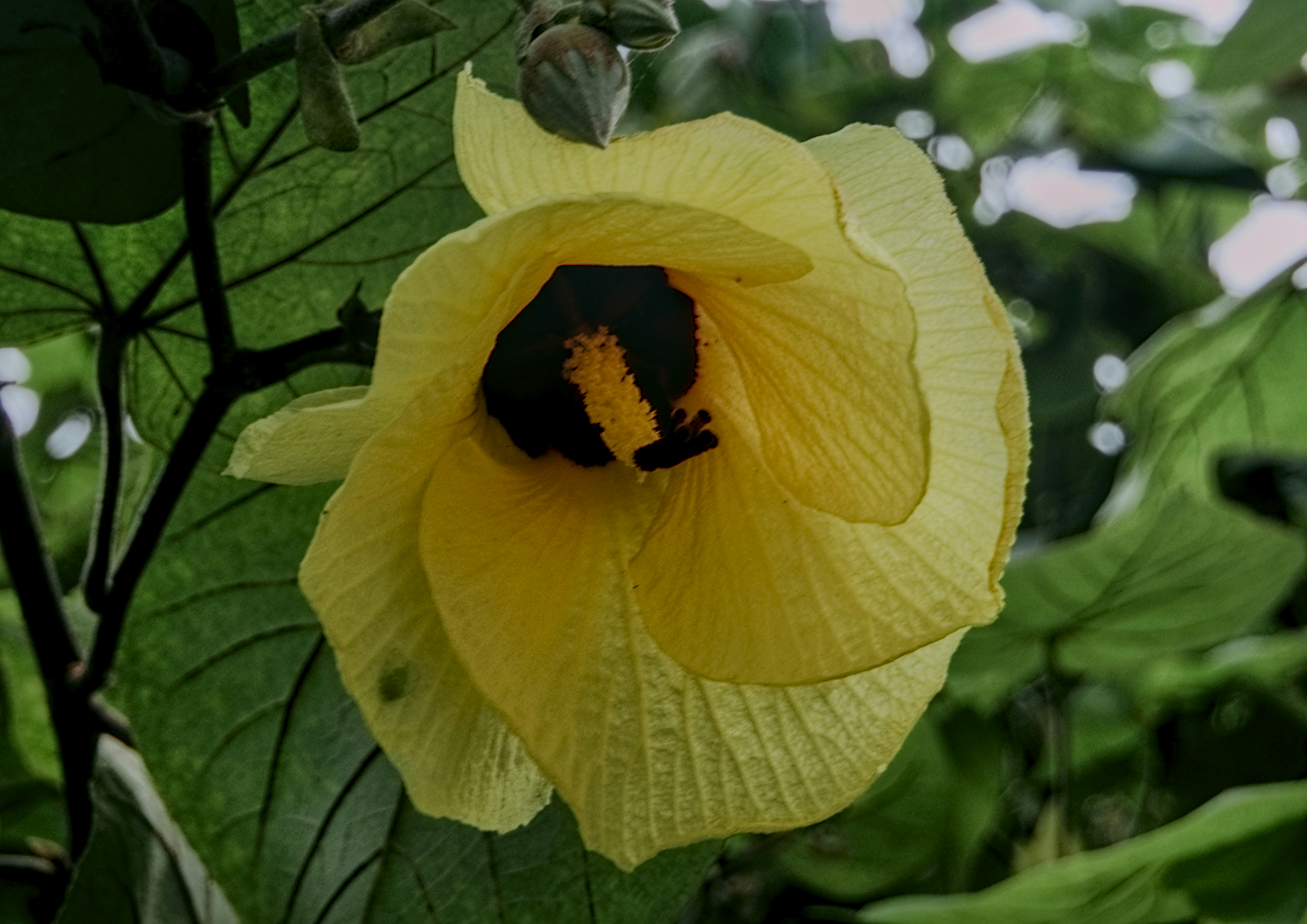 A bright yellow flower with a dark center.