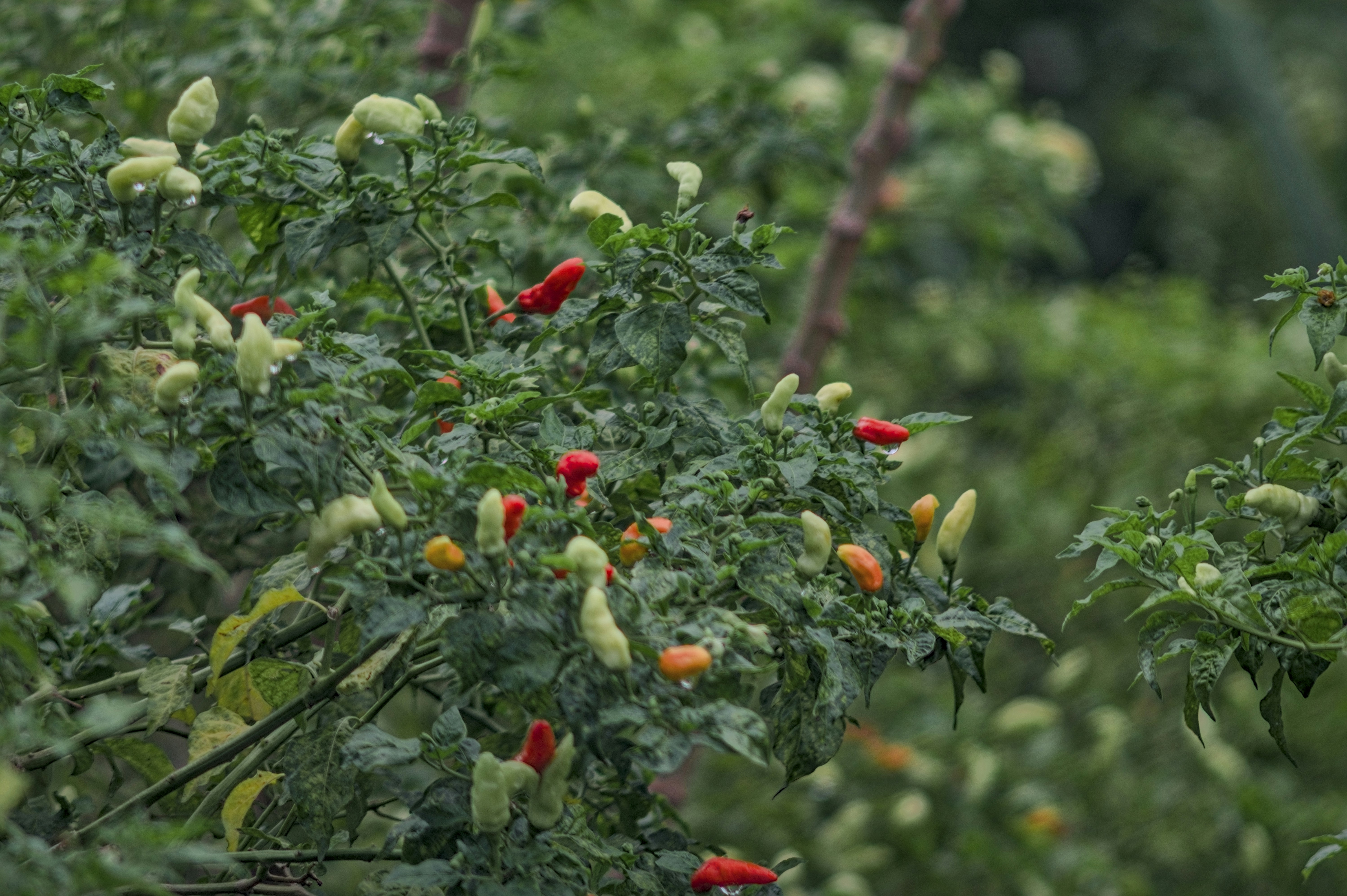 Chili peppers growing on a green plant.