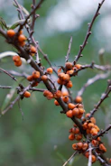 Orange berries on a bare tree branch