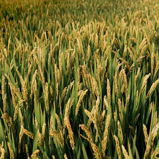 Golden rice stalks sway gently in a field.