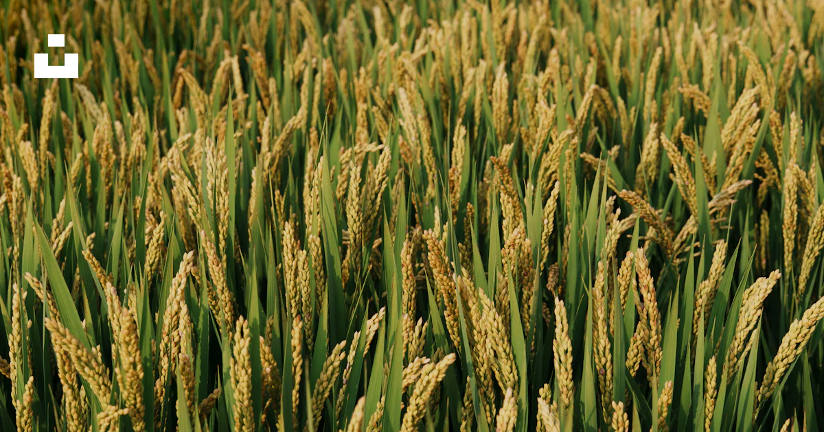 Golden Rice Stalks Golden rice stalks sway gently in a field. photo – Free Plant Image on ...