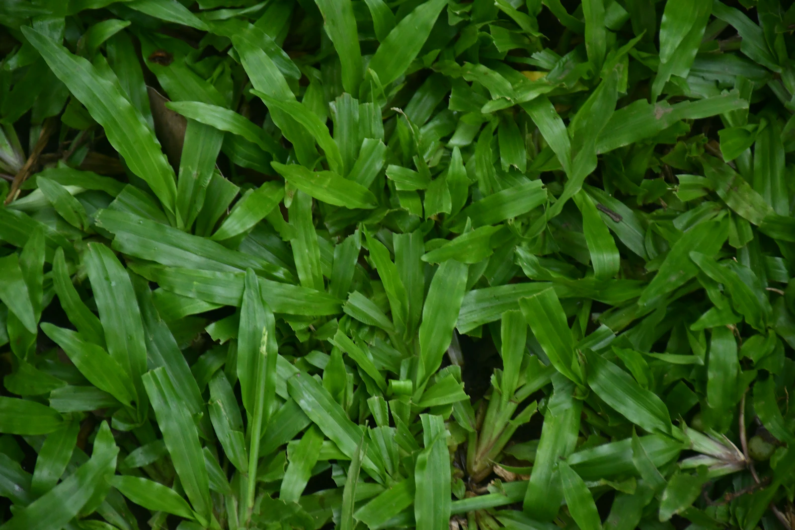 Close-up of lush deep-green grass blades after aeration