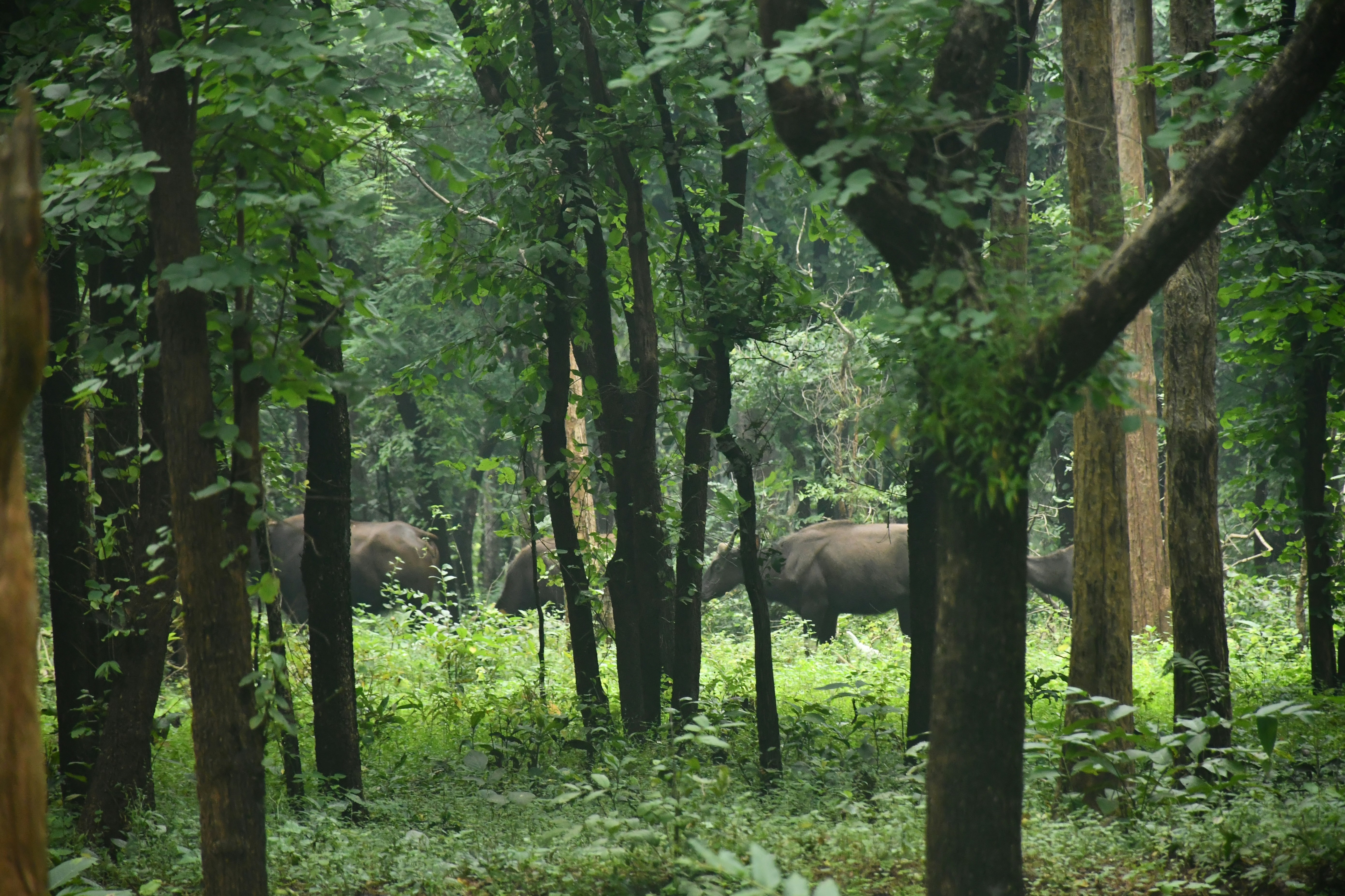 Photo by manoj_poosam